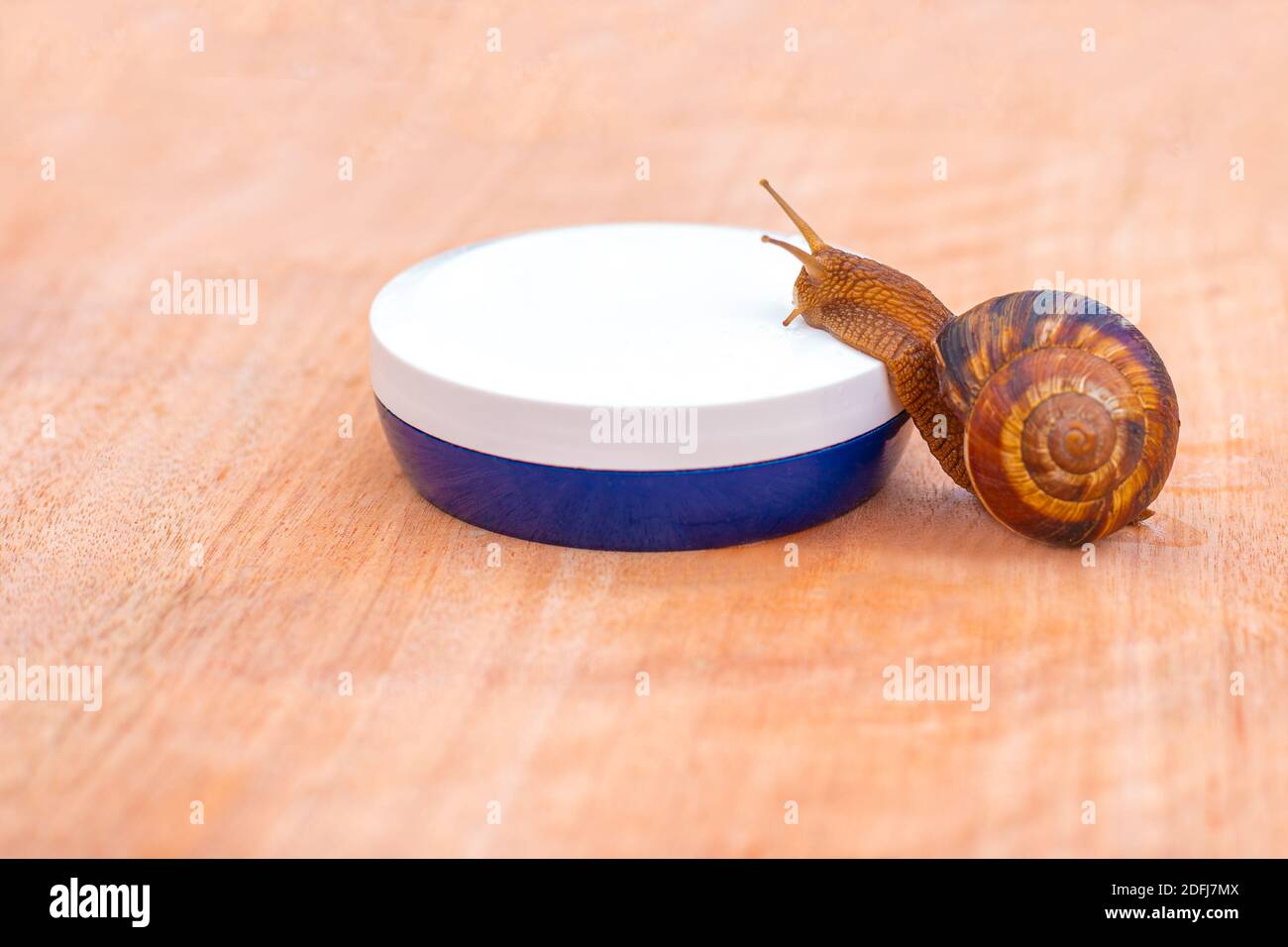 A snail crawls onto a jar of face cream on a wooden surface. Skin care concept. Healing snail mucin. Stock Photo