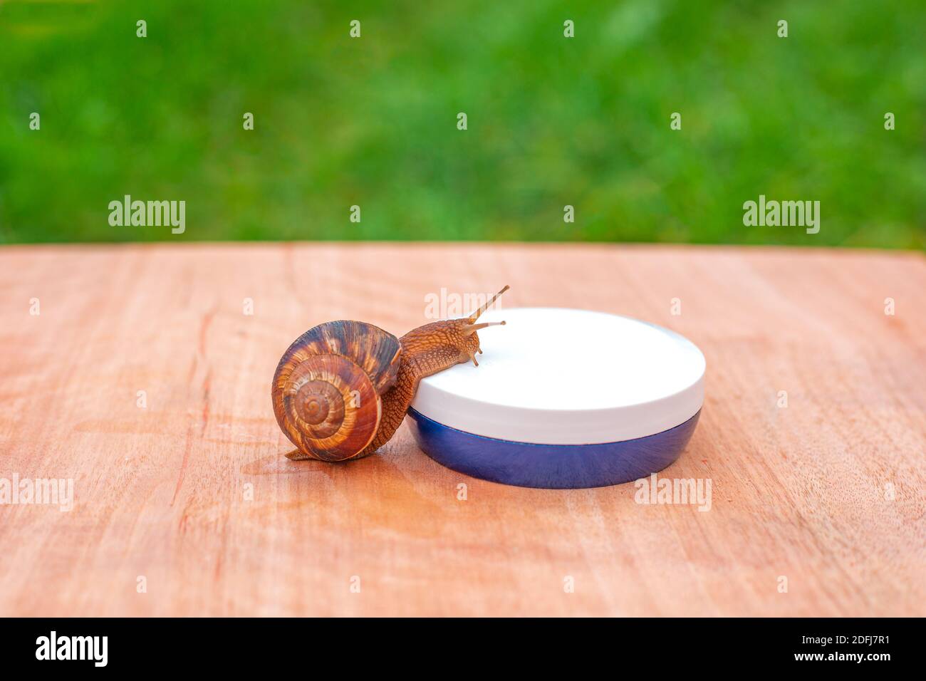 A snail crawls on a jar of face cream on a wooden surface against a background of green grass. Skin care concept. Stock Photo