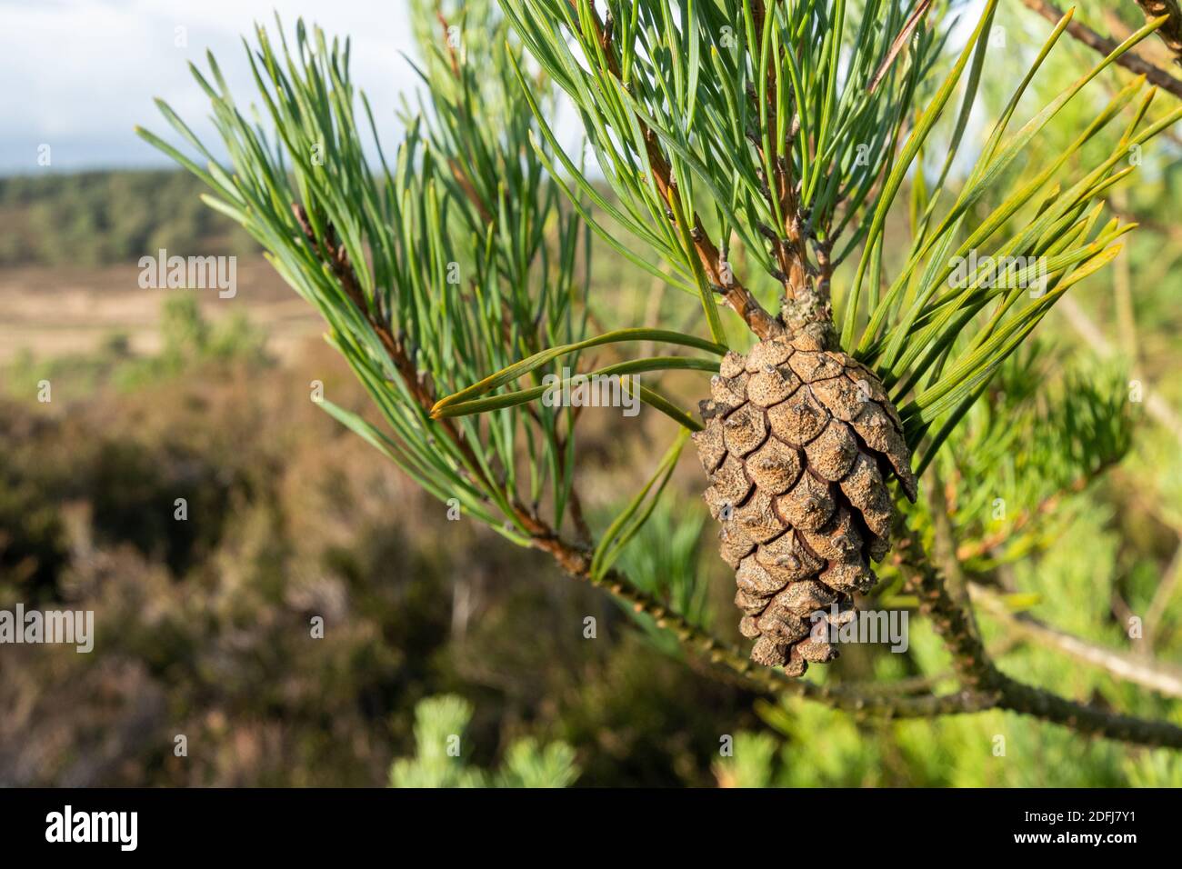Scots pine cone Pinus sylvestris on the tree, UK Stock Photo Alamy