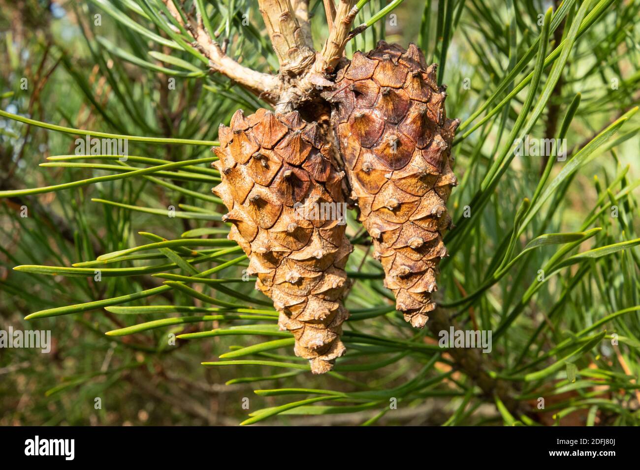 Scots pine cones Pinus sylvestris on the tree, UK Stock Photo