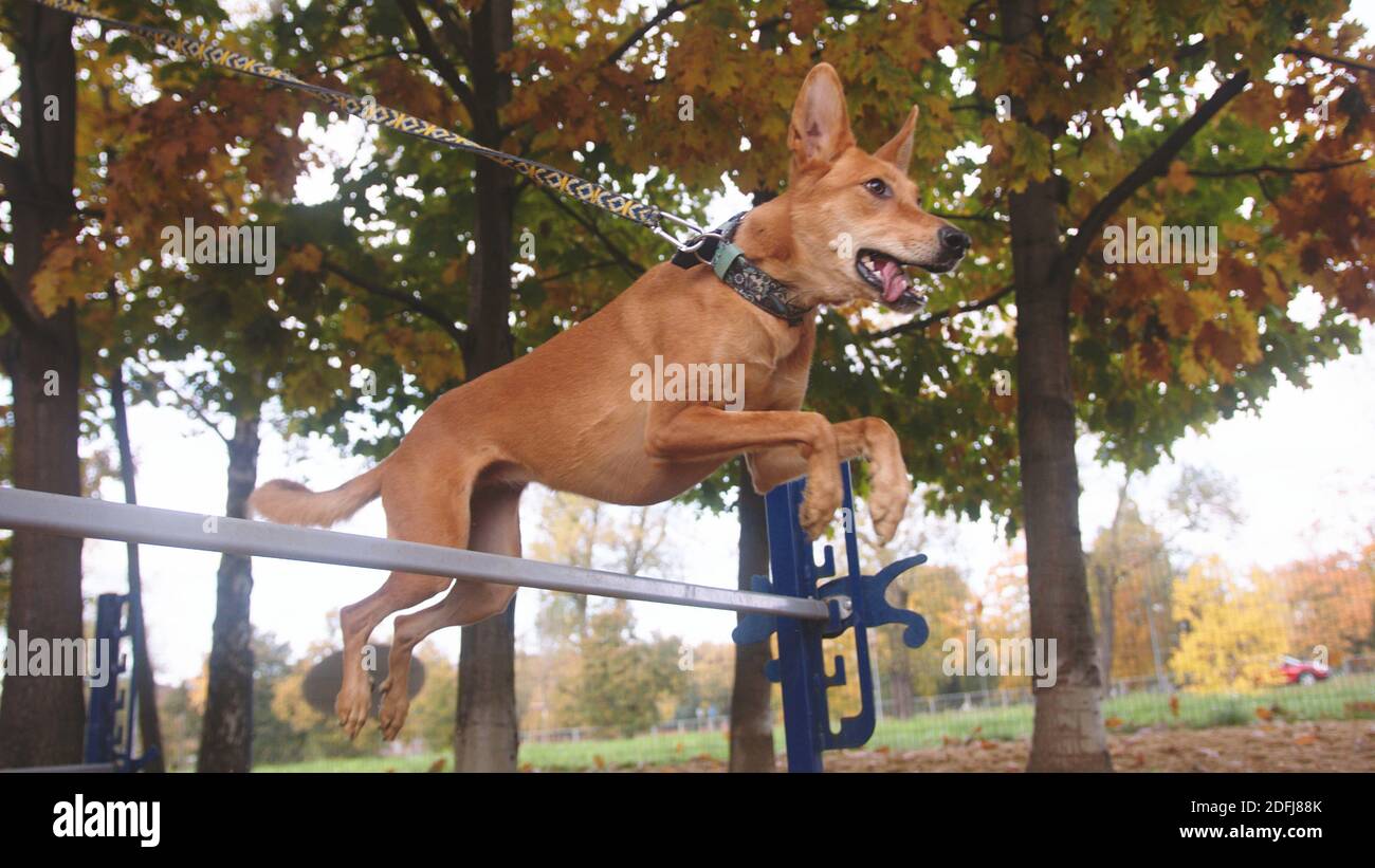 Mixed breed dog jumps high over agility hurdle. Low angle shot. High  quality photo Stock Photo - Alamy