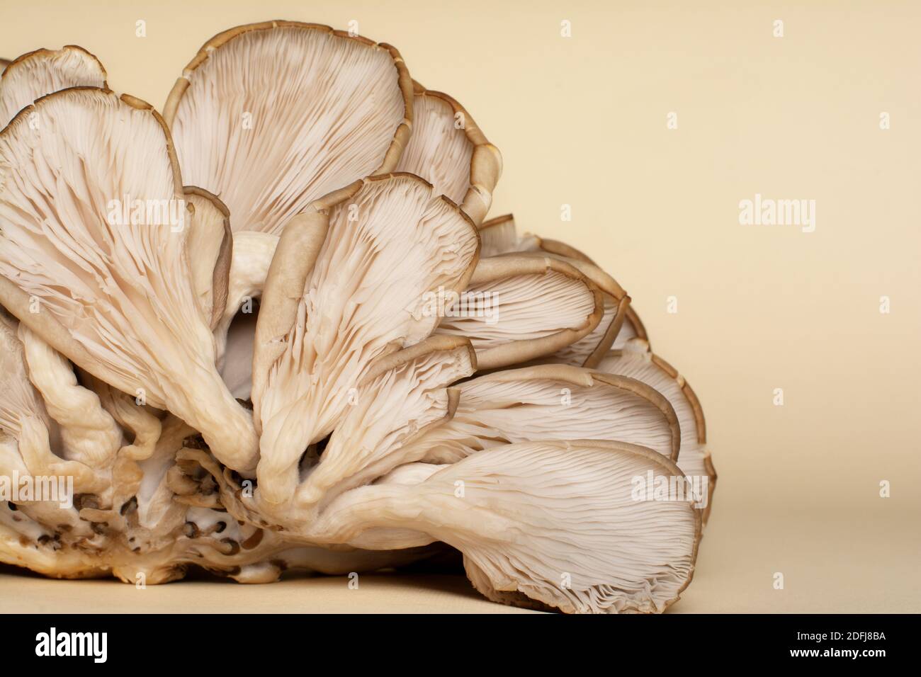 Fleshy gills and rudimentary stipes of oyster mushrooms. Stock Photo