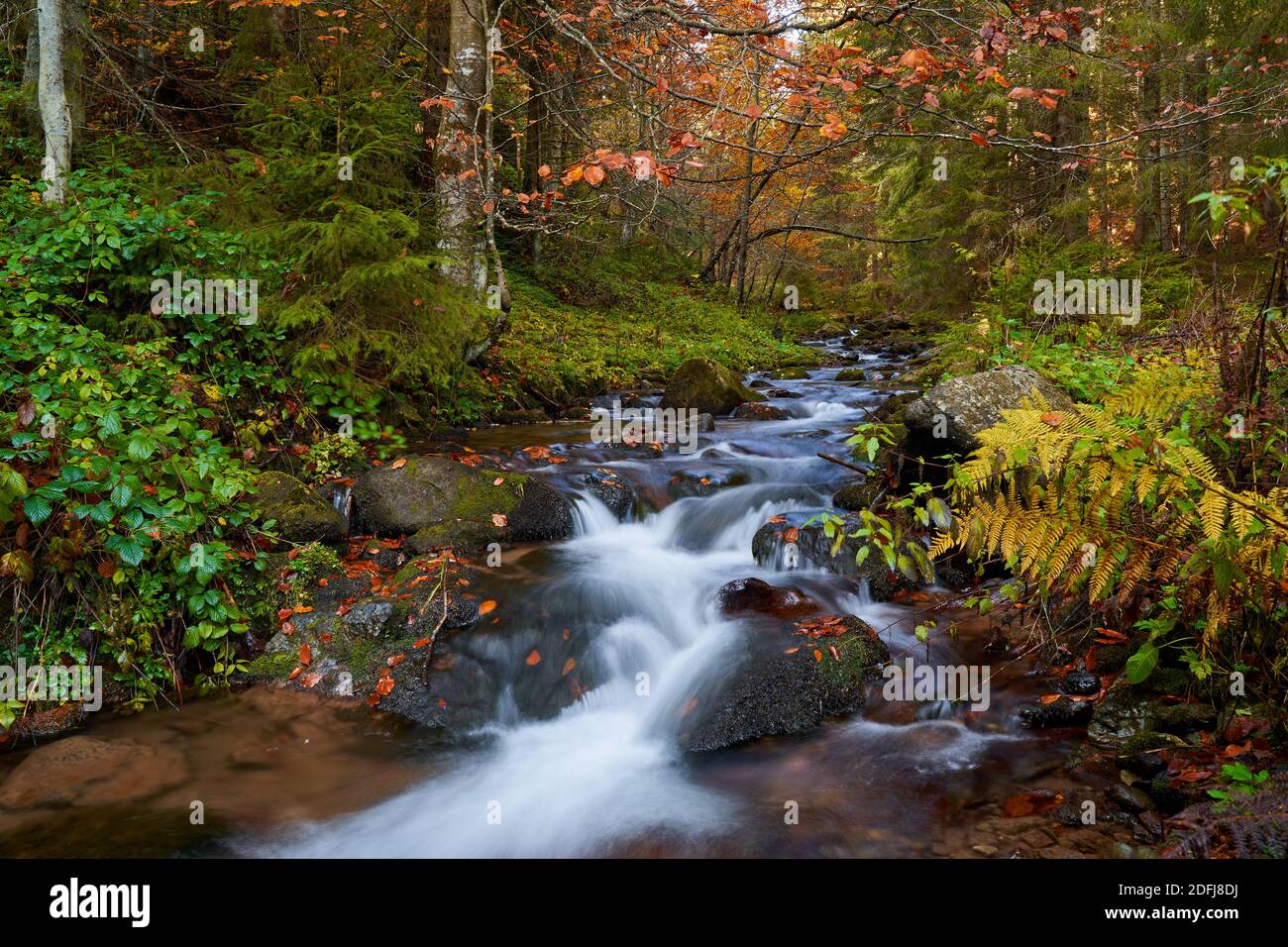 Vibrant landscape of a river slowly flowing through a colorful forest ...