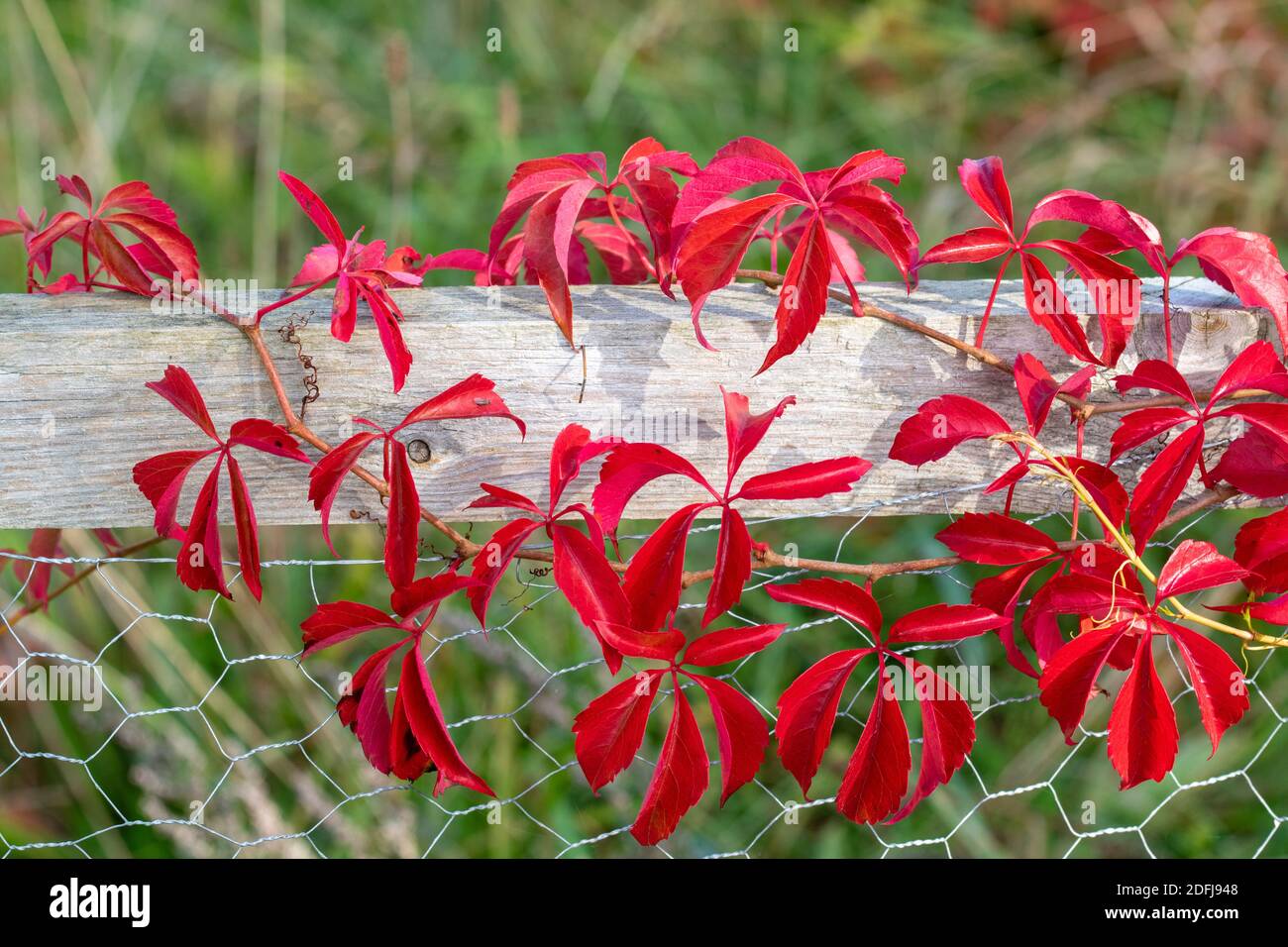 Self-climbing woodbine, Parthenocissus quinquefolia with colorful autumn leaves climbs on a fence with wire netting. Stock Photo