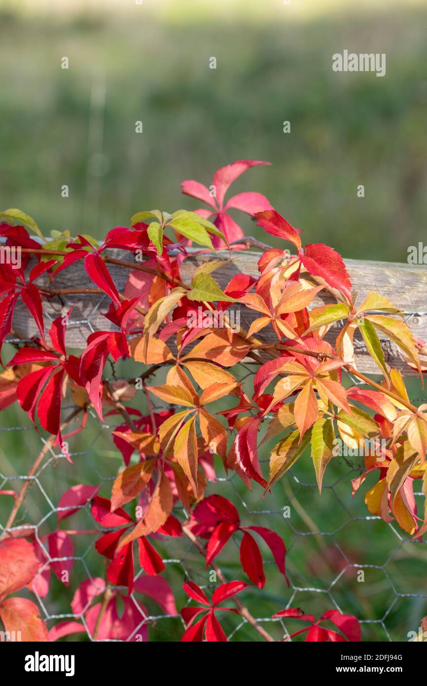 Self-climbing woodbine, Parthenocissus quinquefolia with colorful autumn leaves climbs on a fence with wire netting. Stock Photo
