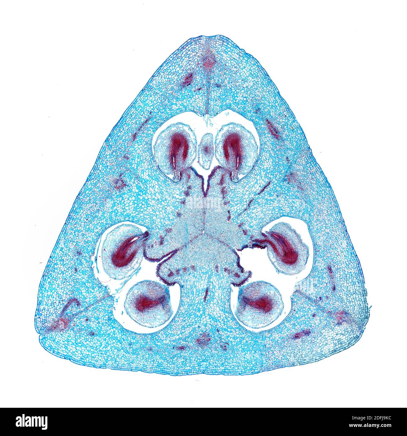 Tulip flower ovary, ovule detail TS. photomcrograph Stock Photo Alamy