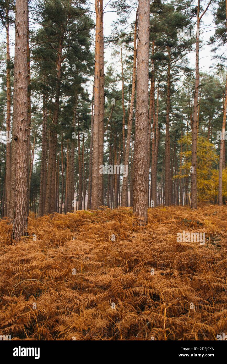 Vertical shot tall trees hi-res stock photography and images - Alamy