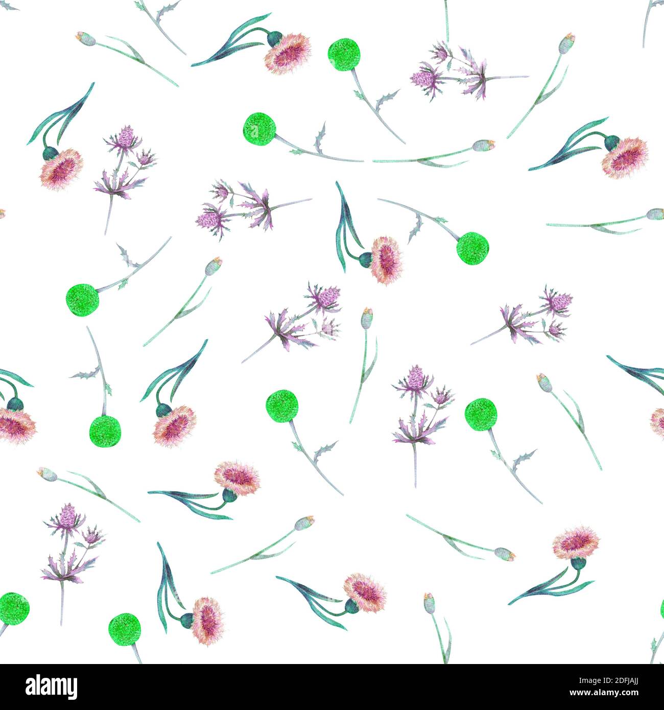 Seamless pattern with flowers and Thistle leaves on a white background ...