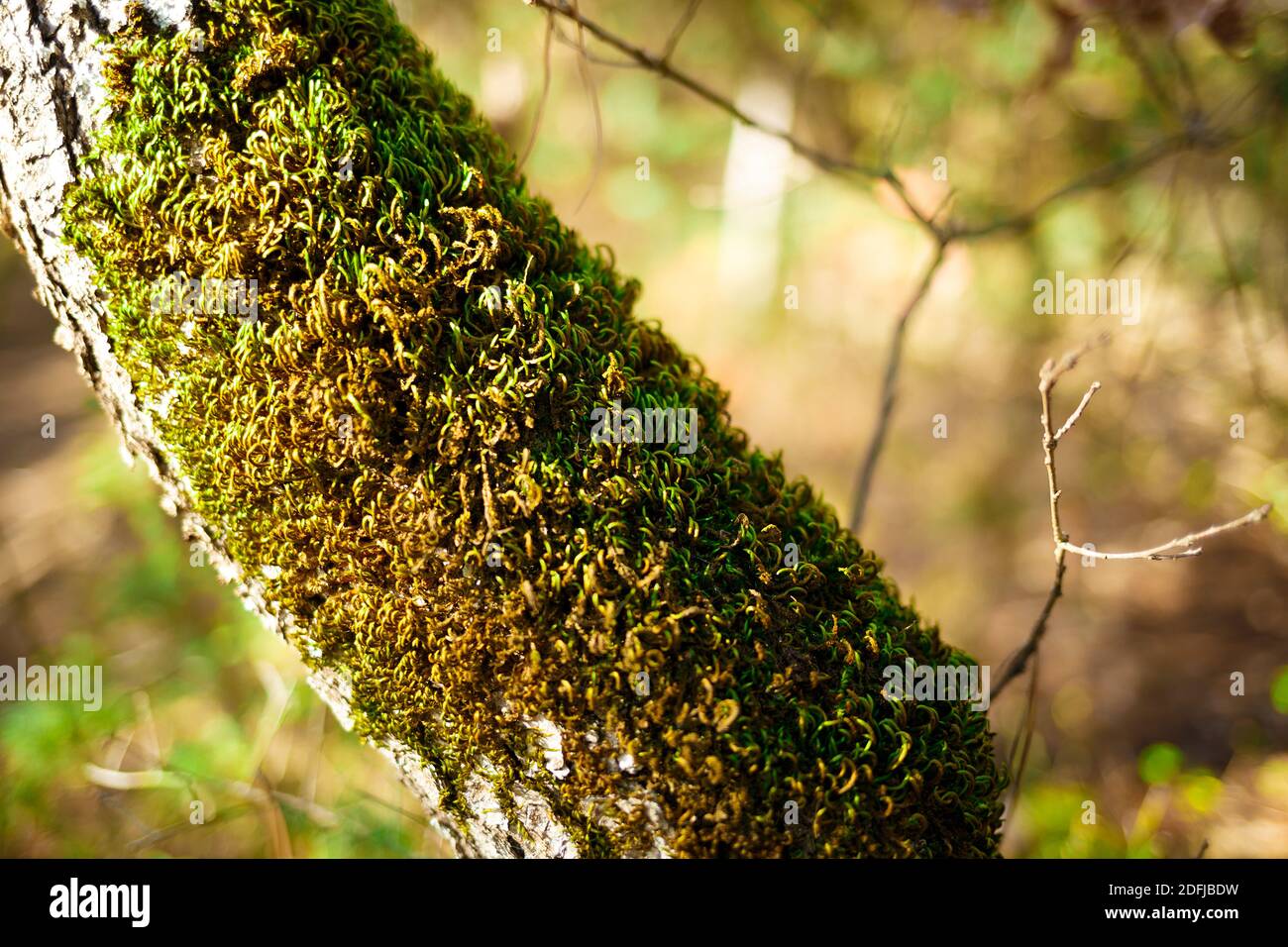 tree trunk covered with moss in the forest. Stock Photo