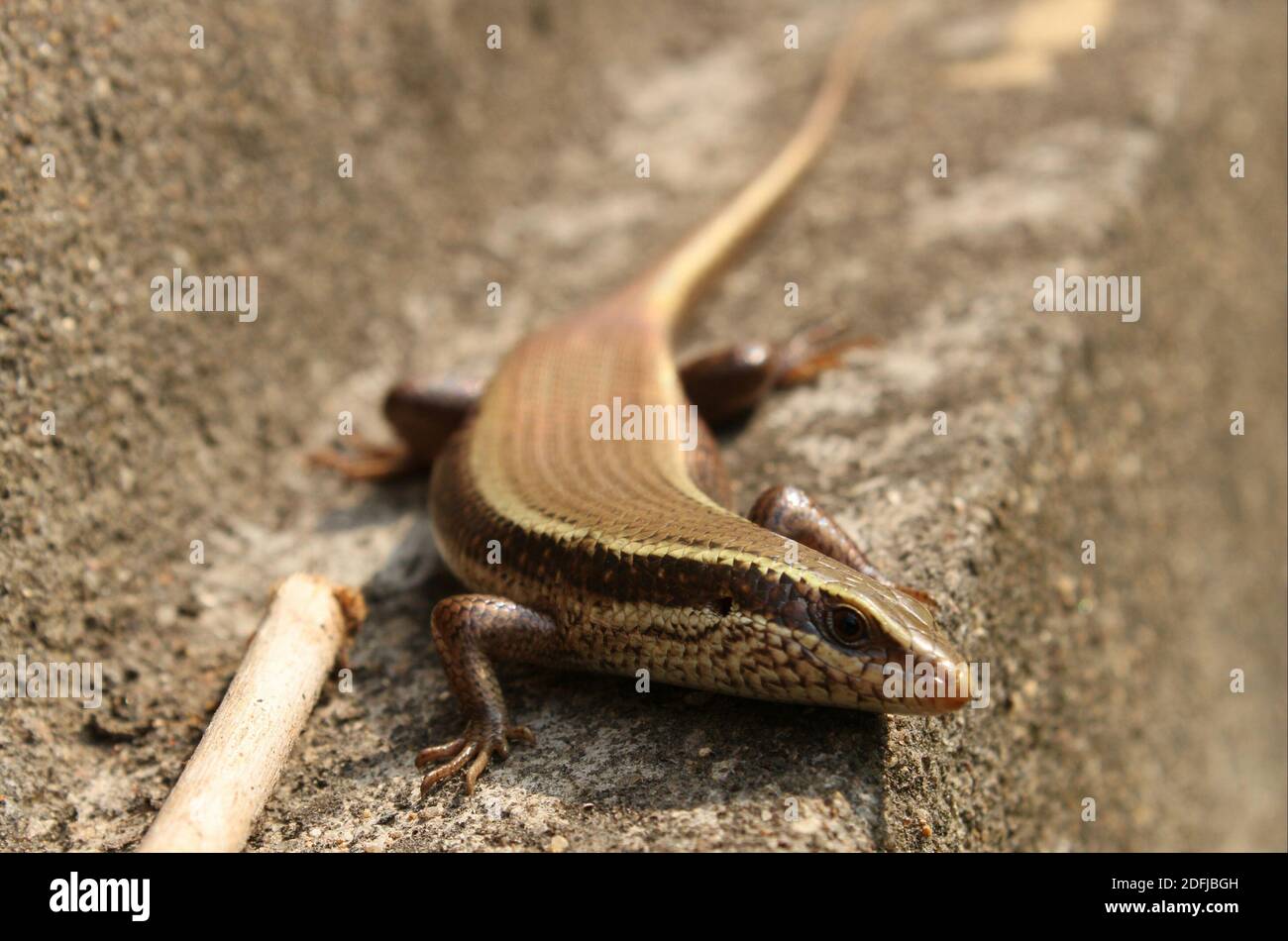 Common Dotted Garden Skink sitting on the wall. Stock Photo