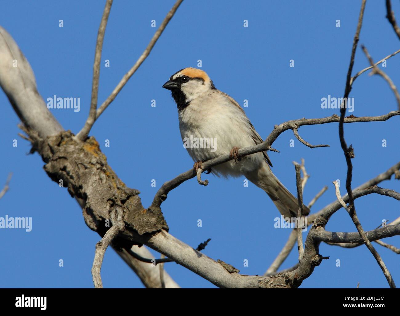 Saxaul Sparrow (Passer ammodendri nigricans) adult perched in dead tree  Almaty province, Kazakhstan         June Stock Photo