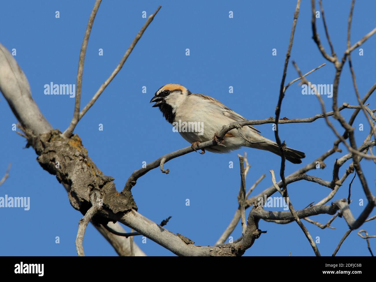 Saxaul Sparrow (Passer ammodendri nigricans) adult perched in tree, calling  Almaty province, Kazakhstan         June Stock Photo