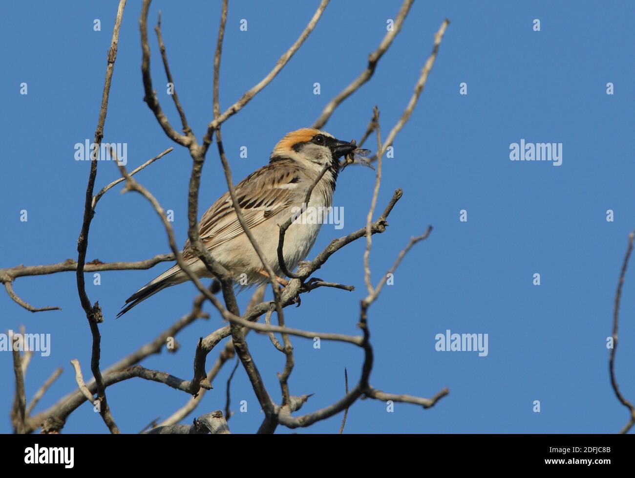 Saxaul Sparrow (Passer ammodendri nigricans) adult perched in tree, with insect in bill  Almaty province, Kazakhstan         June Stock Photo
