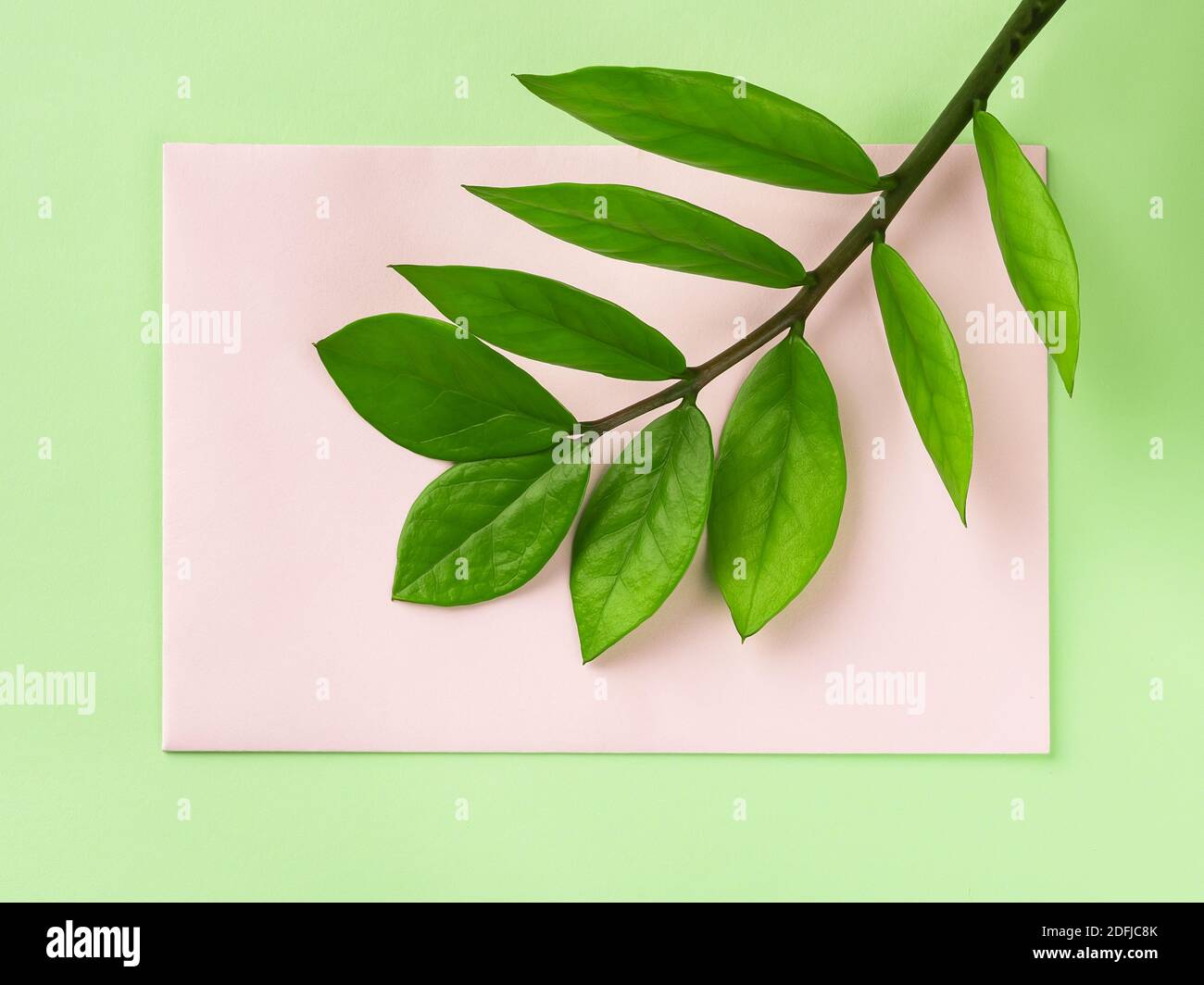 Fresh green stem of eternity Zuzu plant or Zamioculcas zamiifolia on a pastel pink paper card over green background. Living green lifestyle. Stock Photo