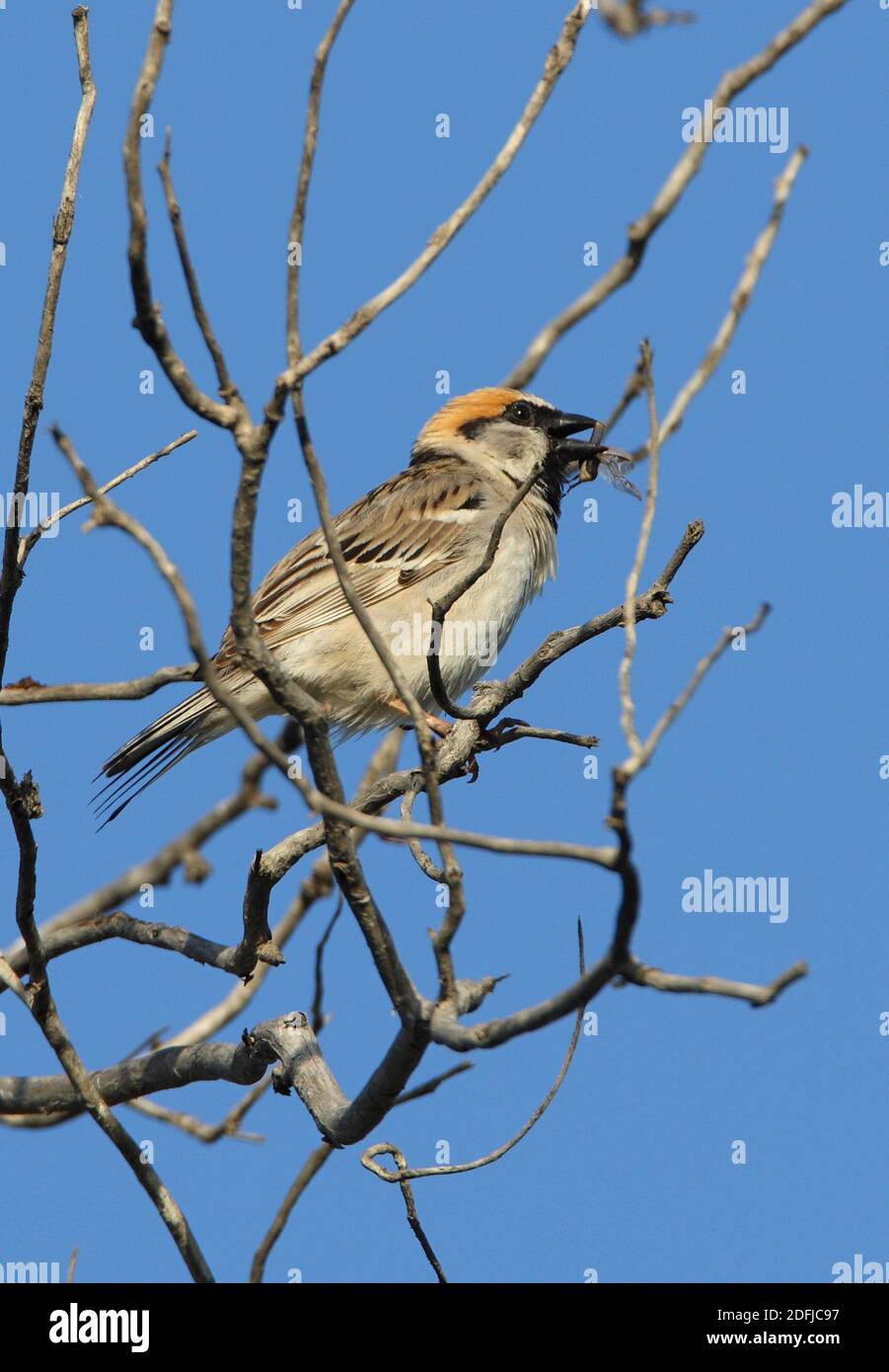 Saxaul Sparrow (Passer ammodendri nigricans) adult perched in tree, with insect in bill, calling  Almaty province, Kazakhstan         June Stock Photo