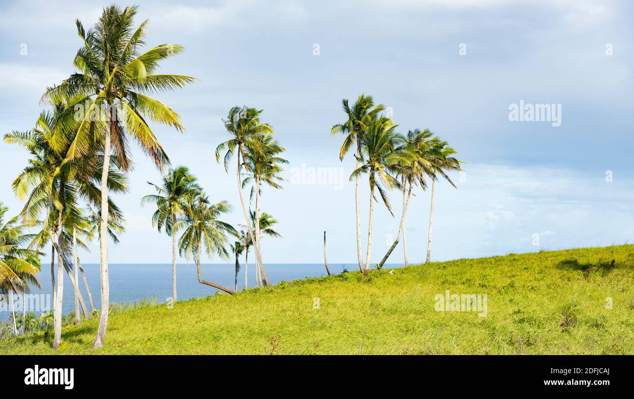 Stunning view of a bent palm tree in the beautiful Corregidor Island