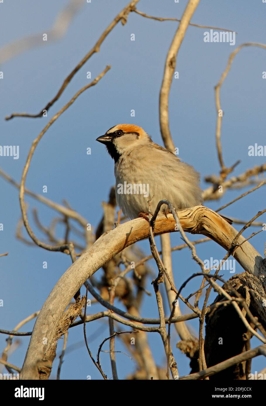 Saxaul Sparrow (Passer ammodendri nigricans) adult perched in dead tree  Almaty province, Kazakhstan         June Stock Photo