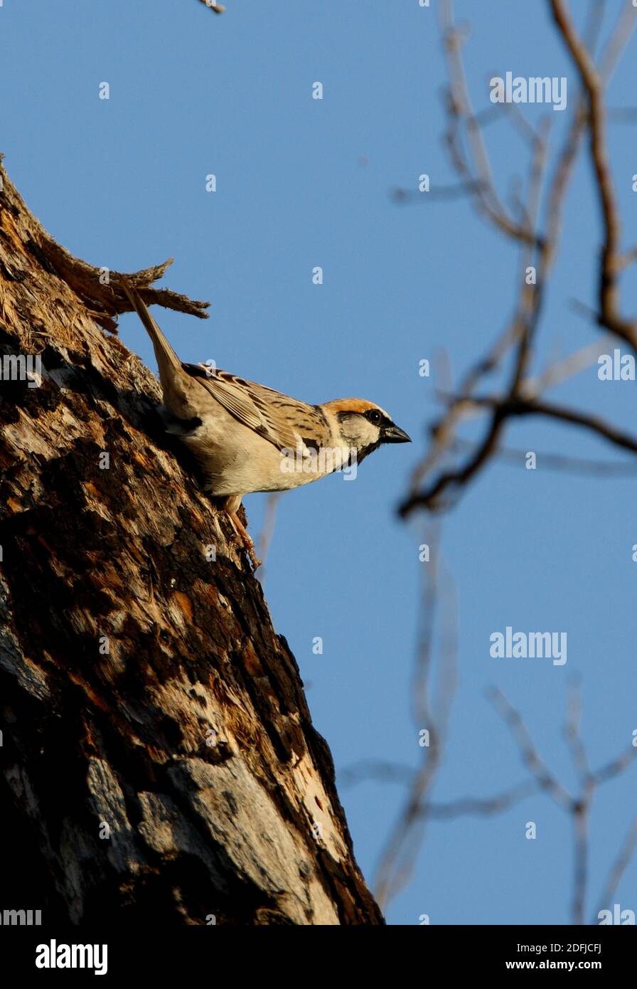 Saxaul Sparrow (Passer ammodendri nigricans) adult perched on tree trunk  Almaty province, Kazakhstan         June Stock Photo