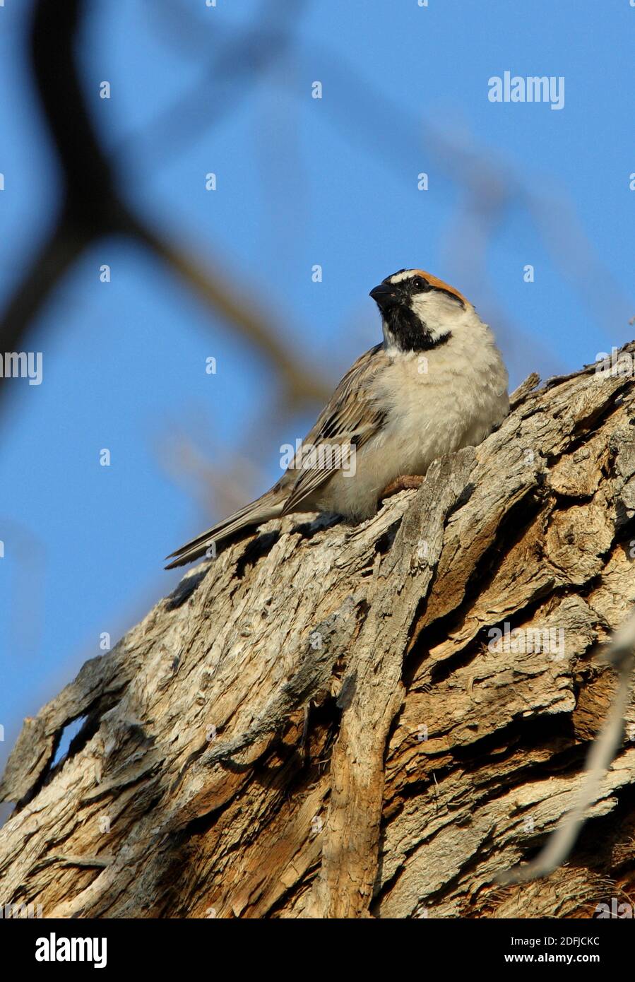 Saxaul Sparrow (Passer ammodendri nigricans) adult perched on tree trunk  Almaty province, Kazakhstan         June Stock Photo