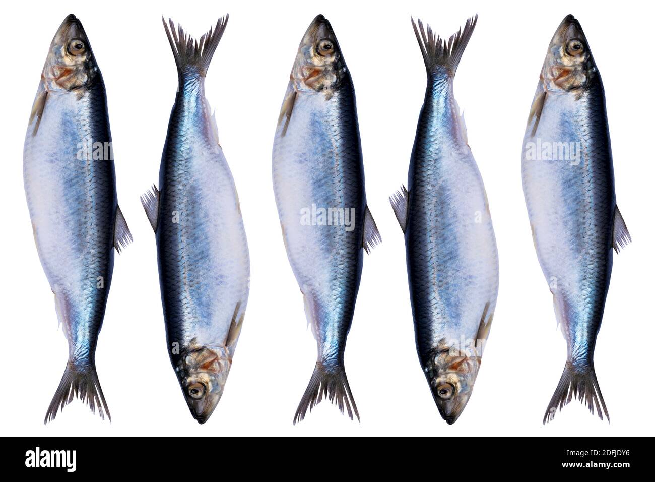 Set herring fish isolated on white background. Frozen group of fish. iced  atlantic fish. Herrings. Herring pattern. Herring texture. Empty space.  Copy Stock Photo - Alamy