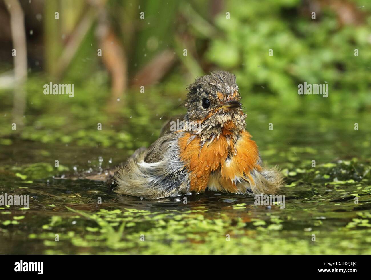 European Robin (Erithacus rubecula) immature moulting into adult plumage, bathing in pond  Eccles-on-Sea, Norfolk, UK           July Stock Photo