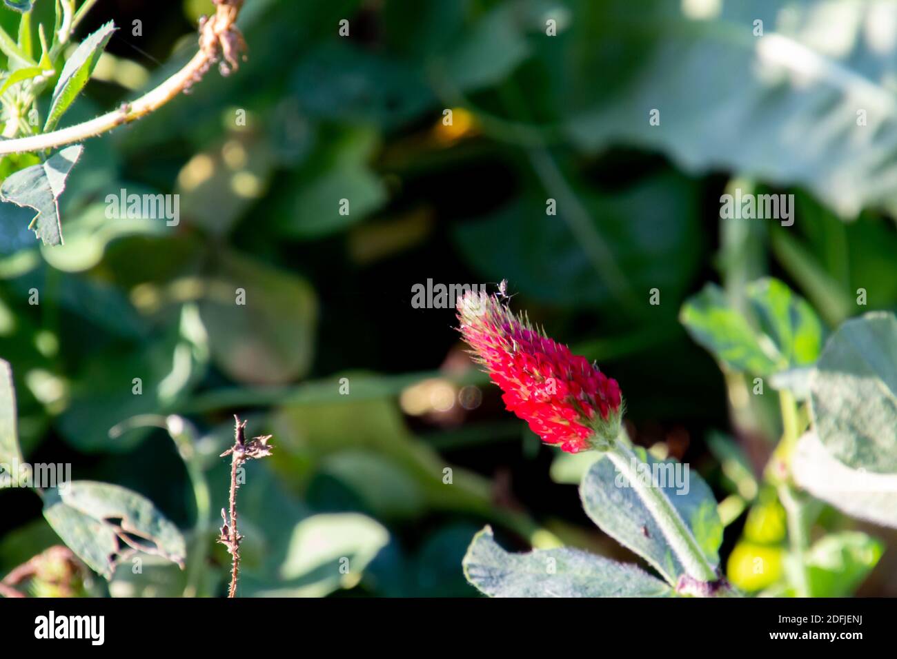 Close up of crimson clover, also called Trifolium incarnatum or Inkarnatklee Stock Photo
