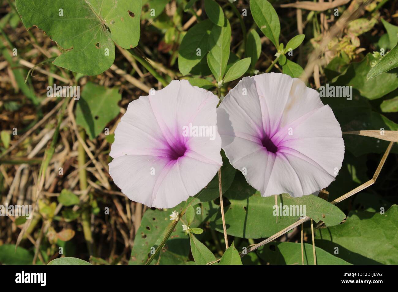 two water spinach,chinese watercress,cantonese flower in the ground
