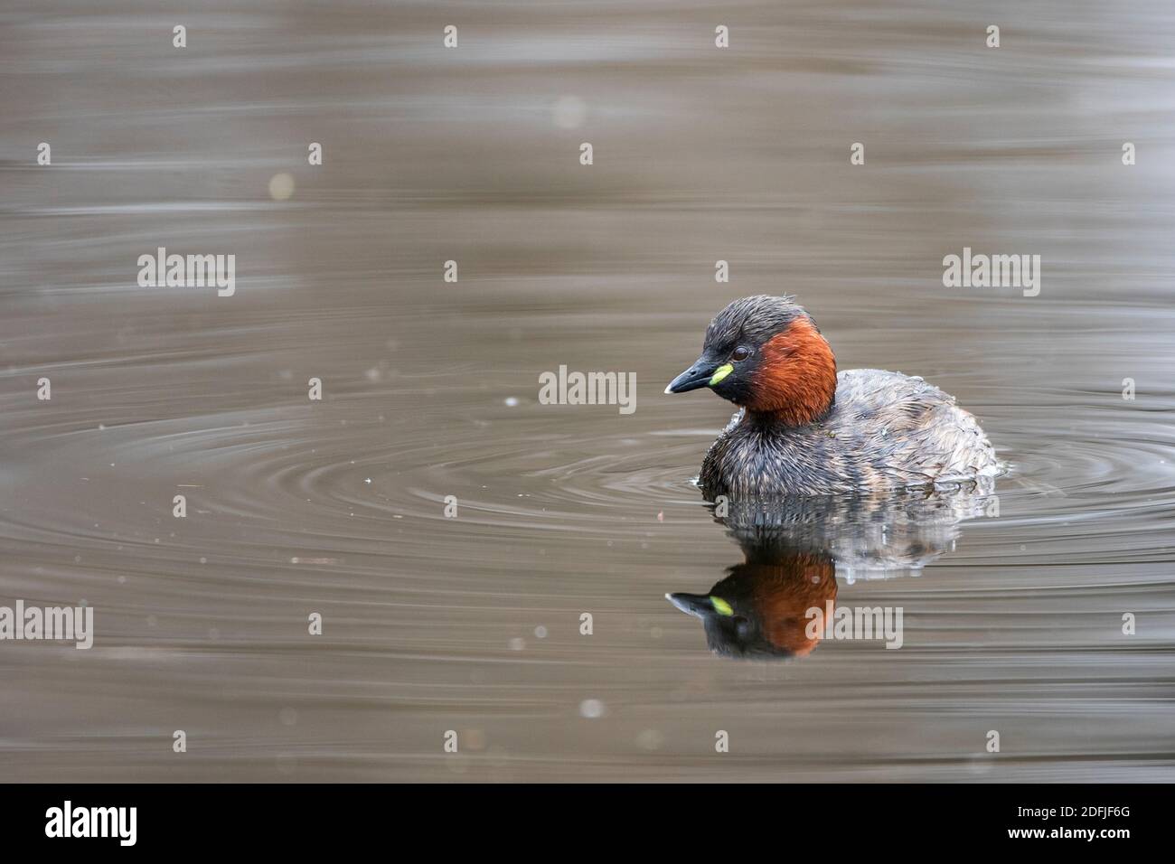 Zwergtaucher (Tachybaptus ruficollis) Stock Photo