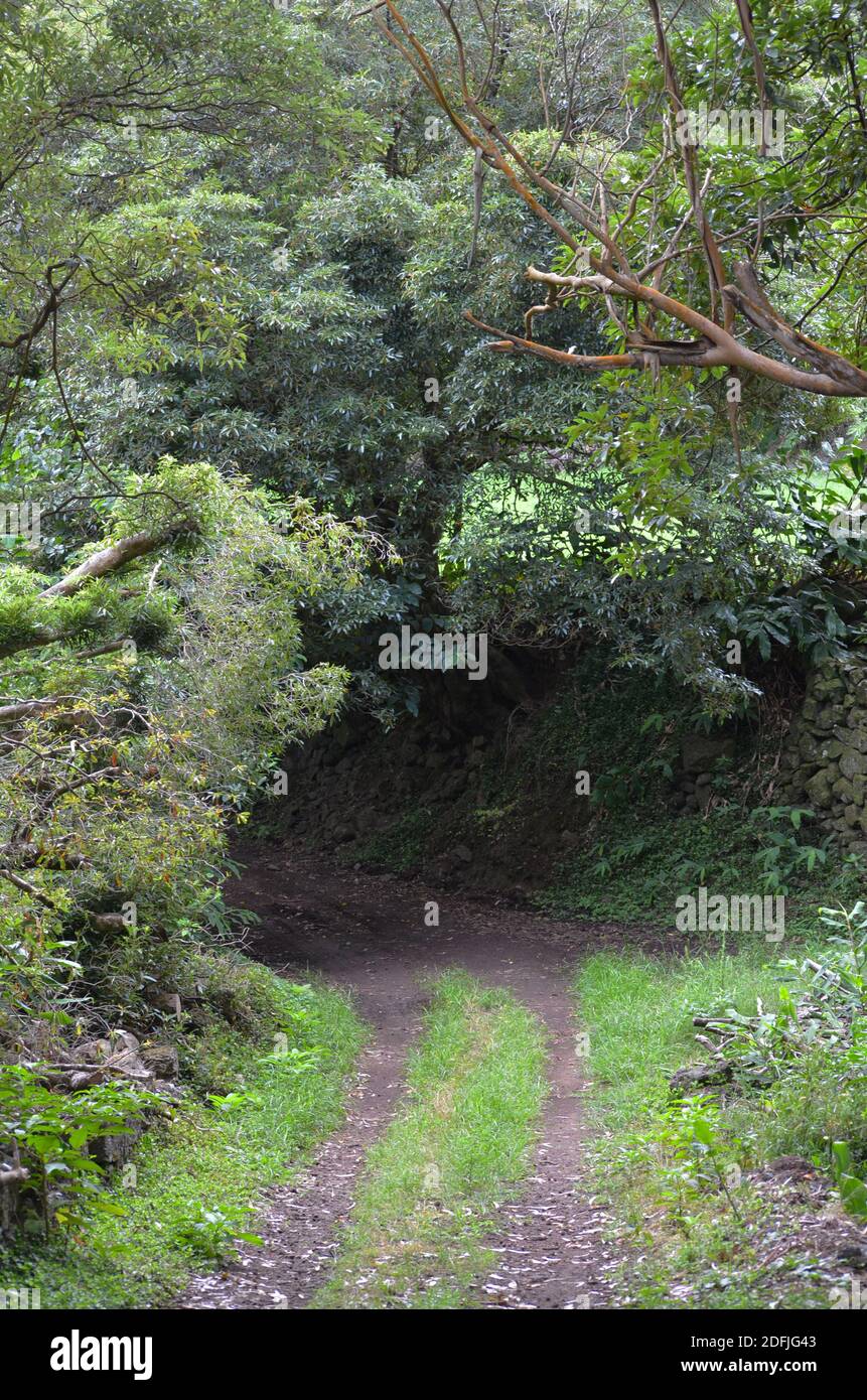 Forests in Graciosa island, Azores archipelago, Portugal Stock Photo