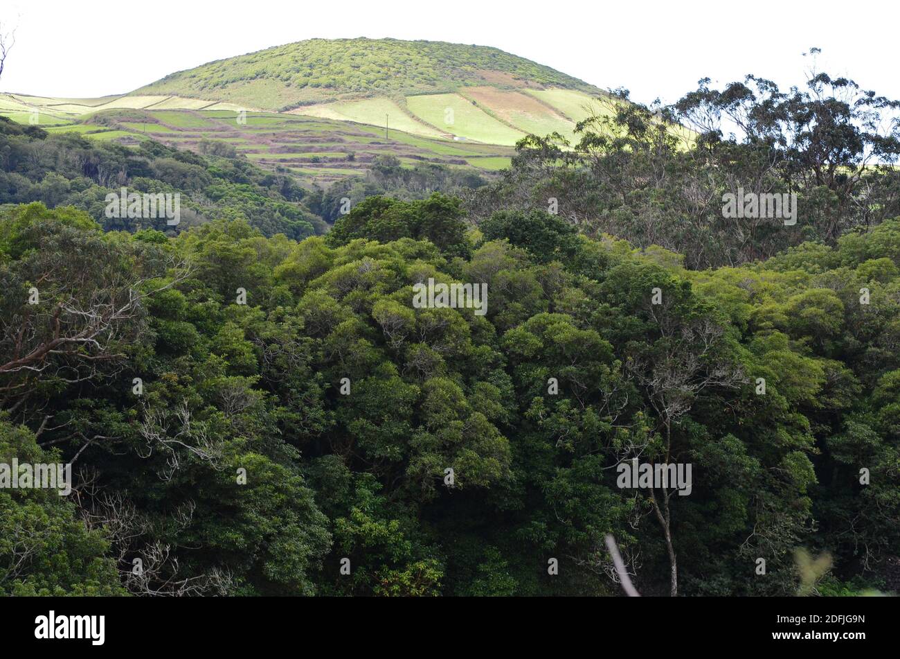 Forests in Graciosa island, Azores archipelago, Portugal Stock Photo