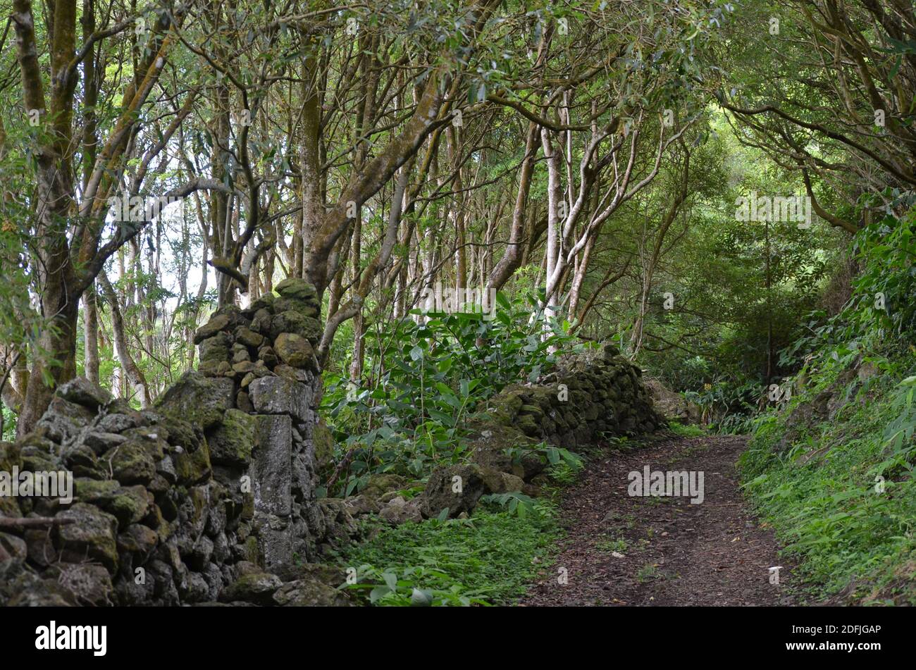 Forests in Graciosa island, Azores archipelago, Portugal Stock Photo