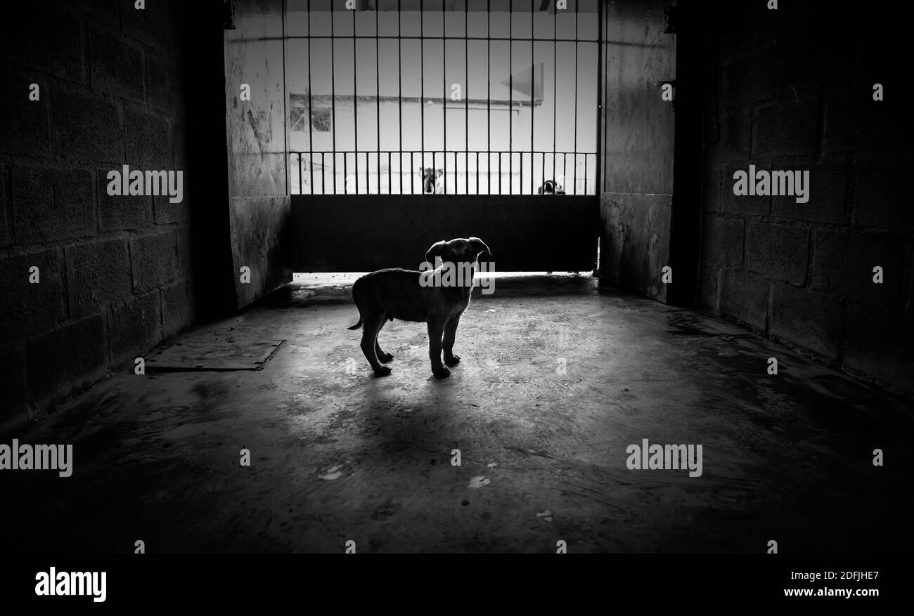 Dog in enclosed kennel, abandoned animals, abuse Stock Photo Alamy