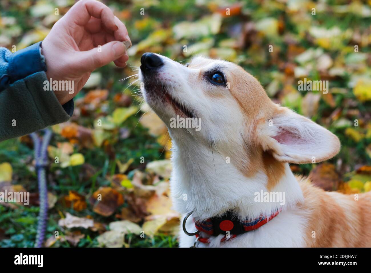 corgi muzzle