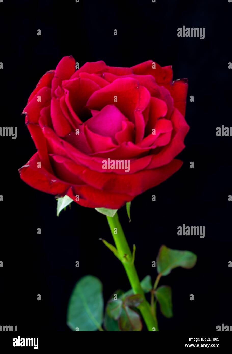 Rose romance hi-res stock photography and images - Alamy