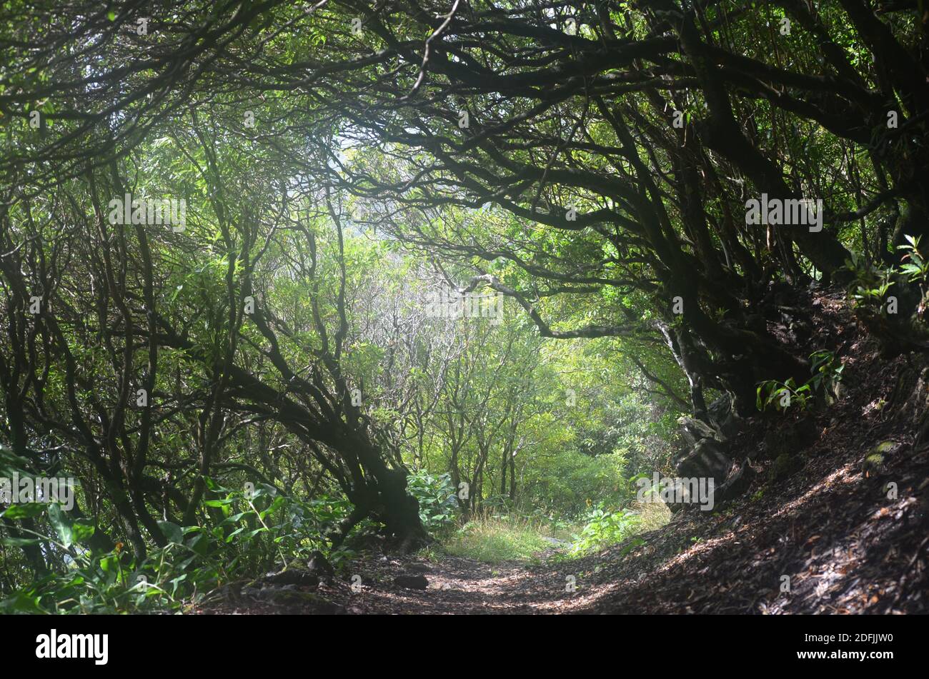Laurisilva forest in Sao Jorge island, Azores archipelago, Portugal Stock Photo