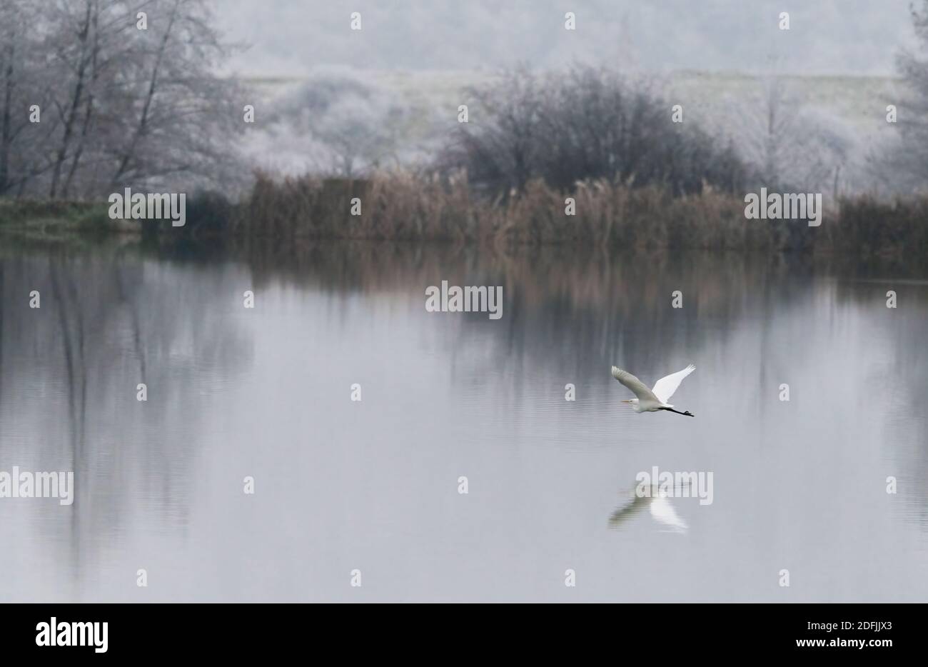 Great Egret Flying over Lake. Over Frozen Water, Ardea alba Stock Photo