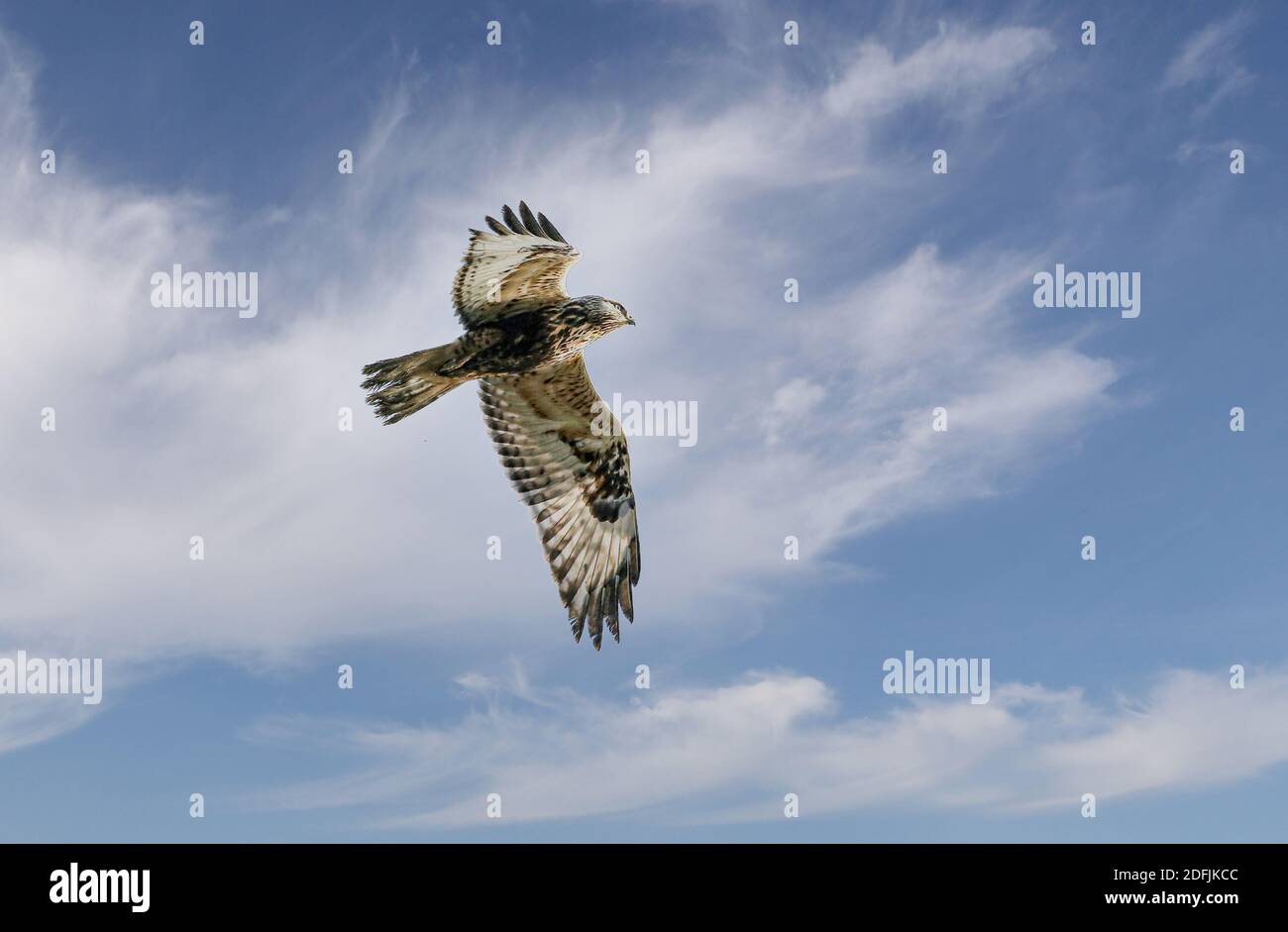 Flying Common Buzzard in Ostholstein, Germany. Germany is home to 50% of the common buzzards and can therefore be seen relatively often. Stock Photo