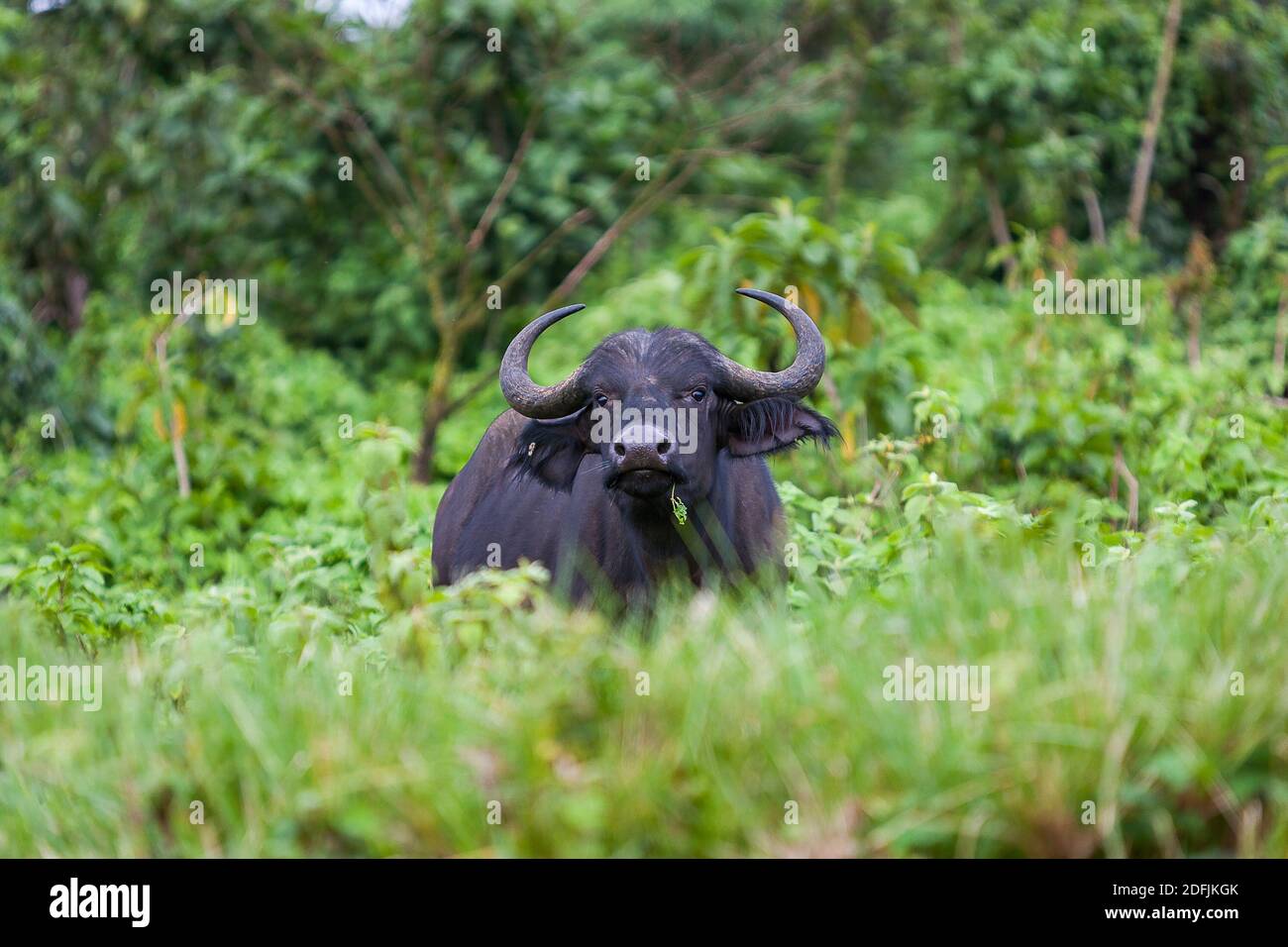 African water buffalo in the bush on a hill near Ngorongoro Crater, Tanzania Stock Photo