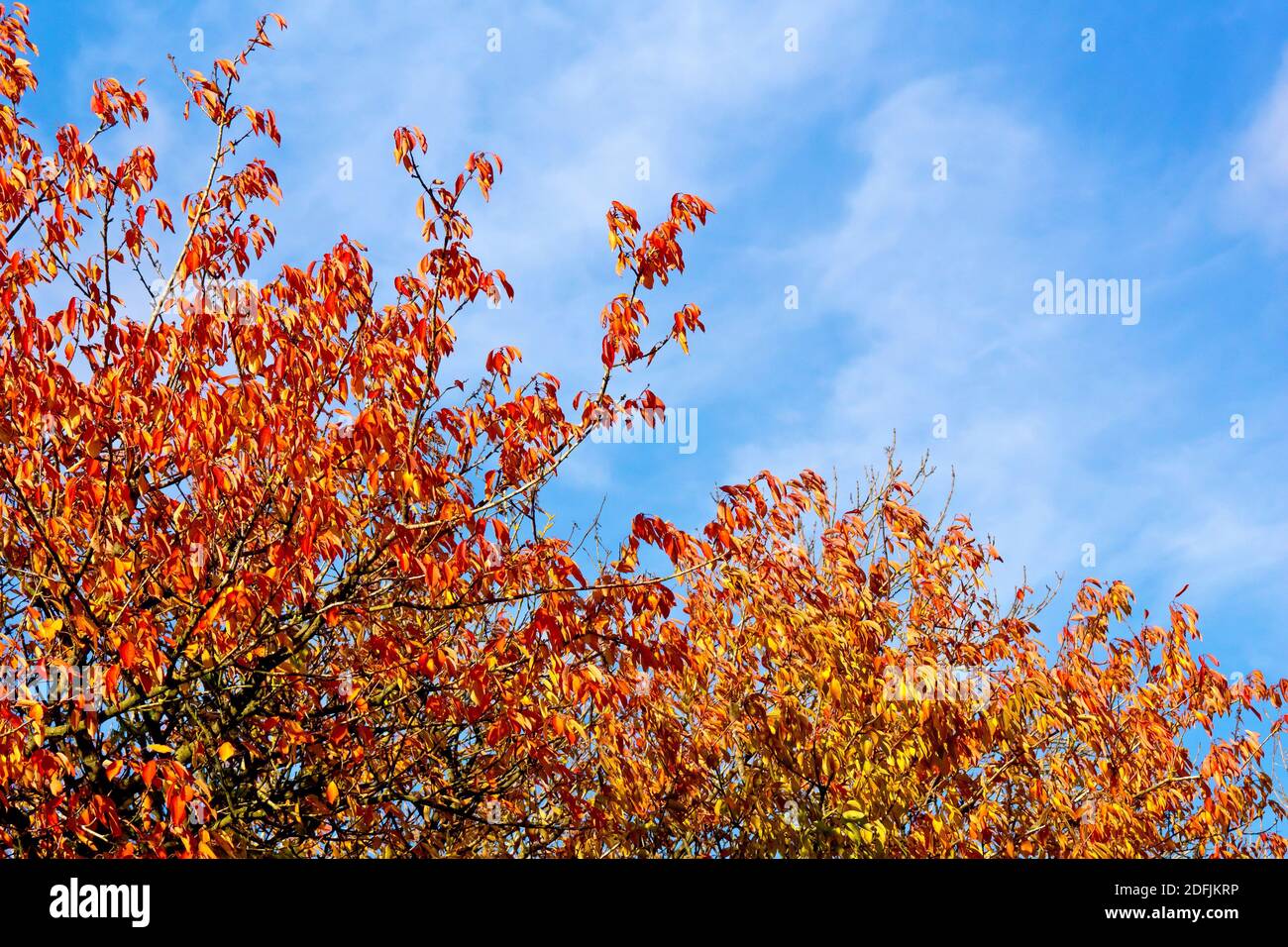 Wild Cherry (prunus avium), showing the bright red leaves of the tree in the autumn against a blue sky. Stock Photo