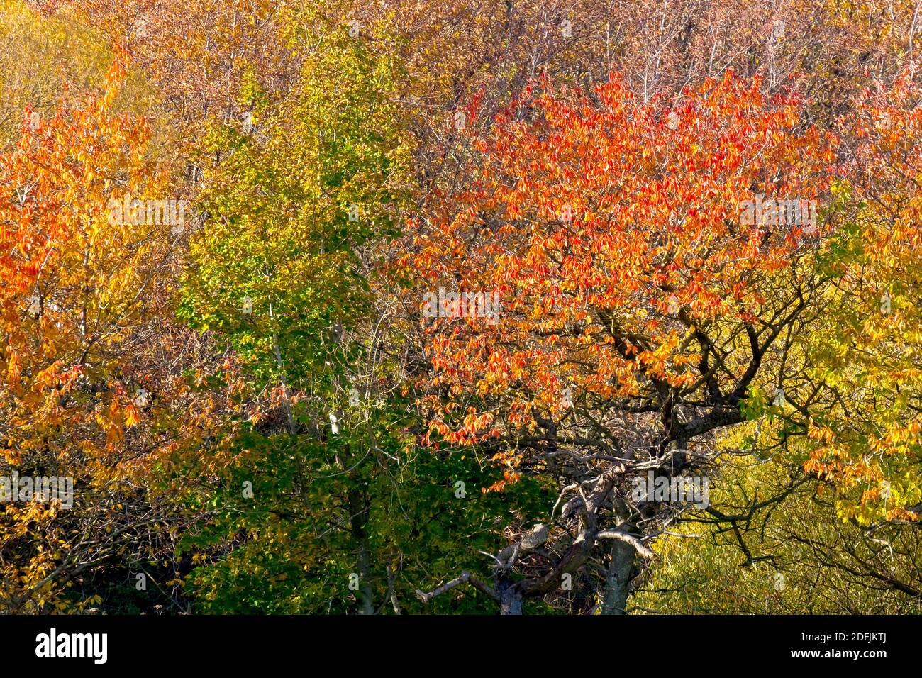 Wild Cherry trees (prunus avium) in the autumn, the leaves varying in colour from green, through yellow, to red. Stock Photo