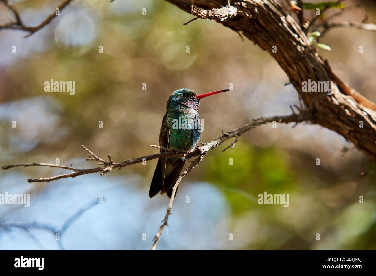 Broad billed hummingbird (Cynanthus latirostris) Stock Photo