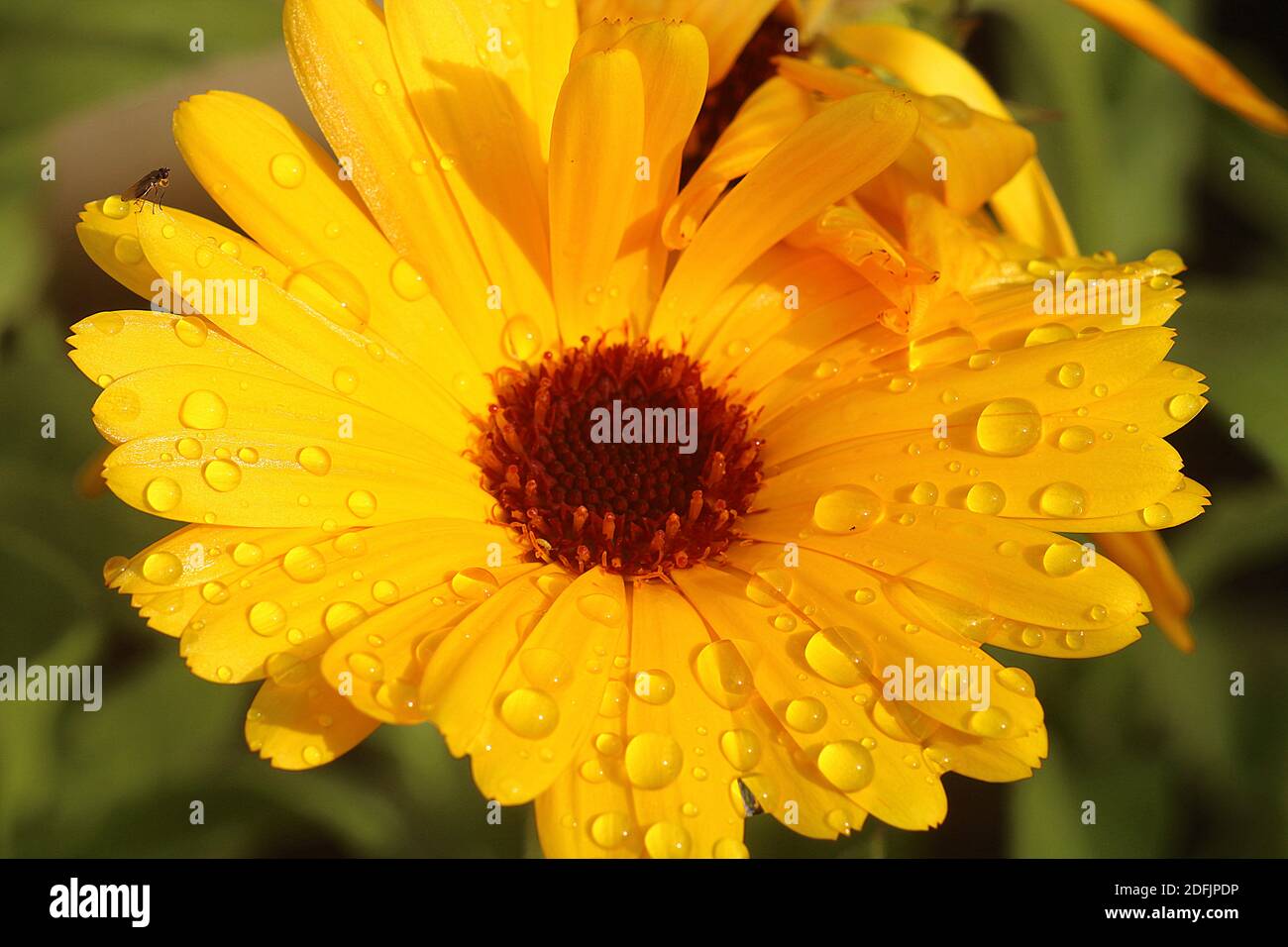 Fruitfly (Drosophola ) on rain drenched flower Stock Photo