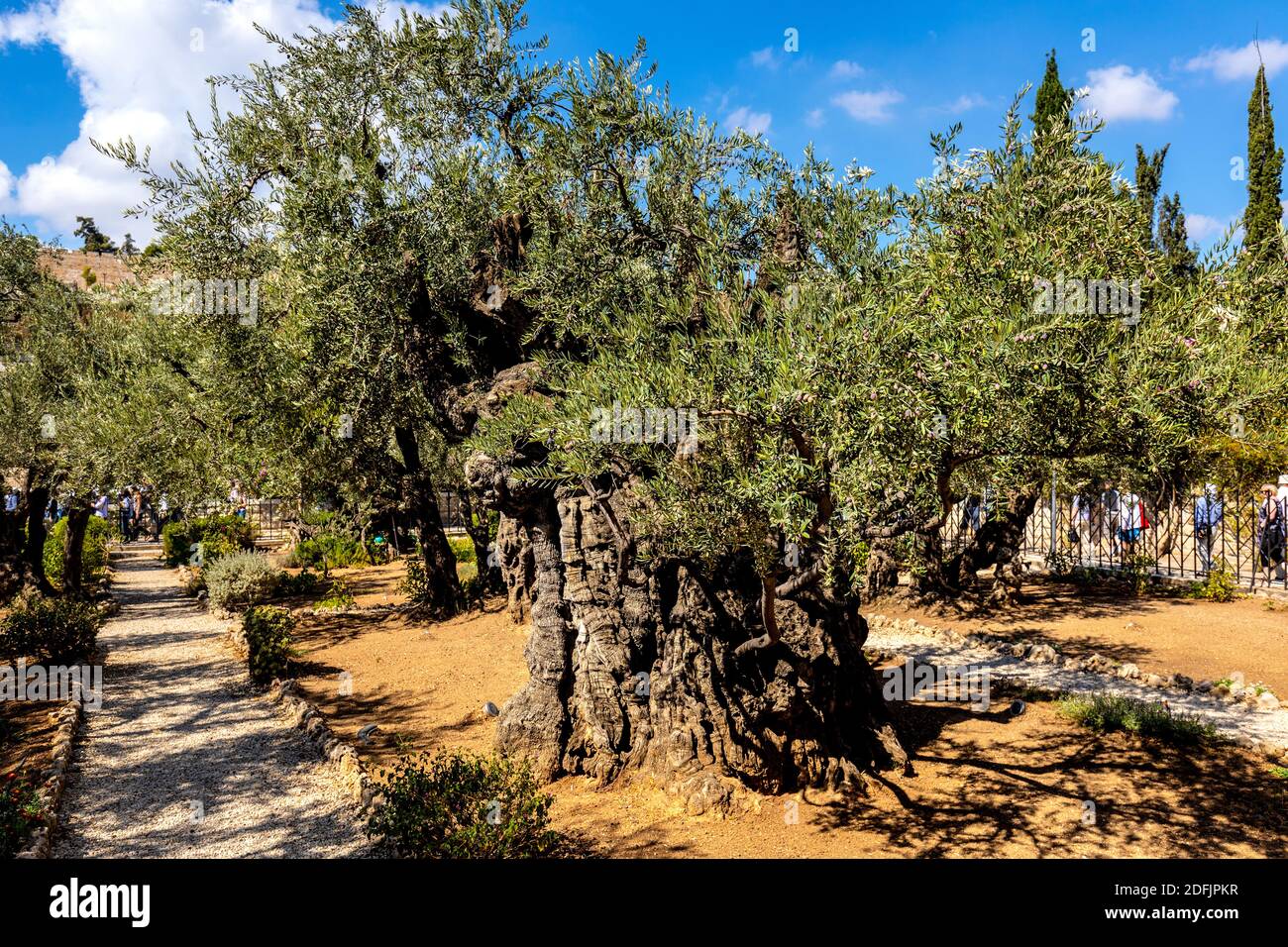 Jerusalem, Israel October 14, 2017 Historic Olive trees in Garden of Gethsemane within
