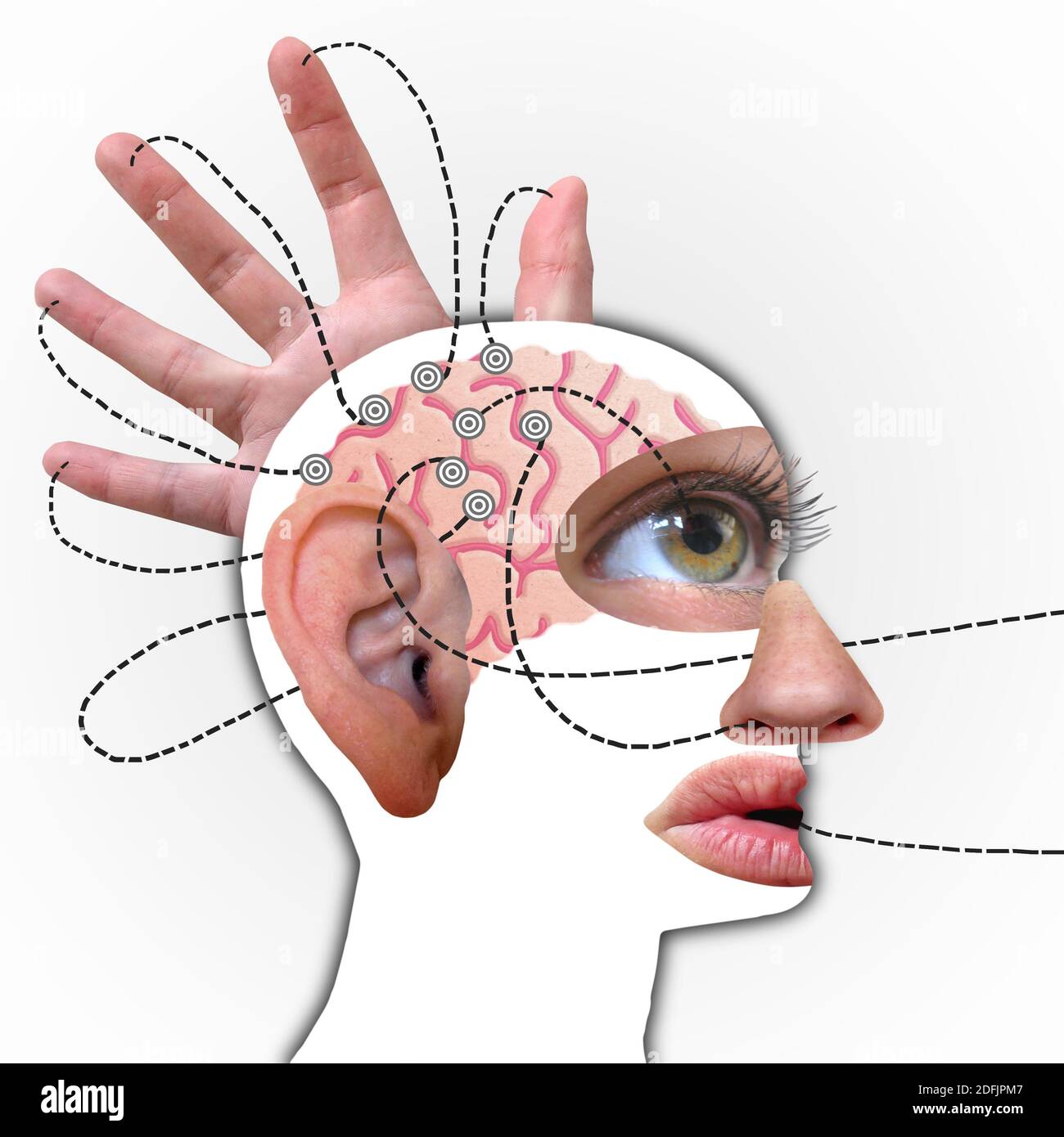 Human's brain profile, Connected to Five Senses - funny Collage Stock Photo