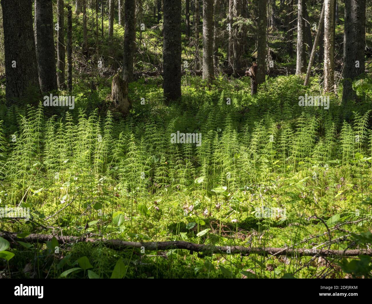Wood horsetail plant growing at spruce swamp Stock Photo