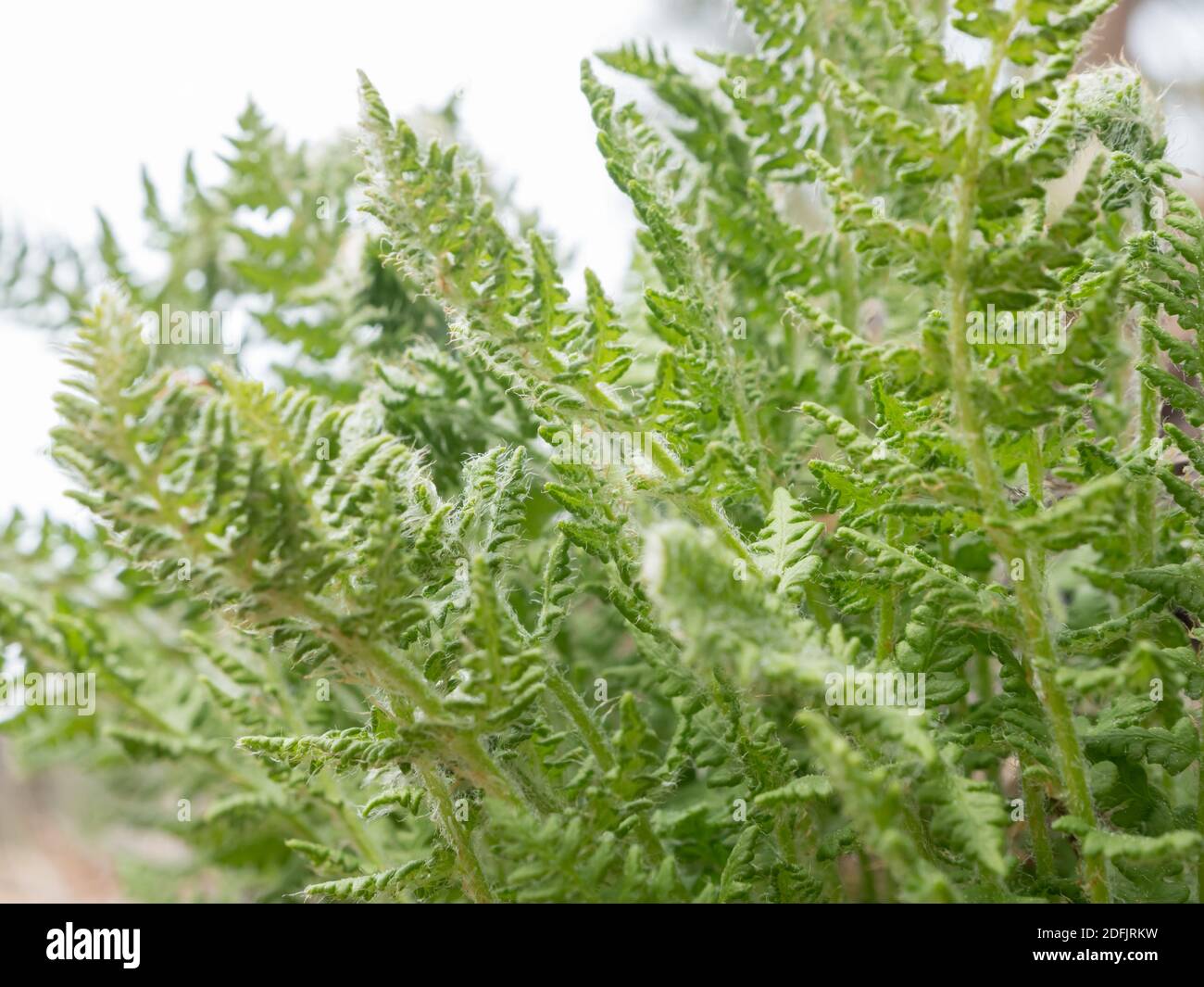 Oblong woodsia fern plant with hairy leaves Stock Photo