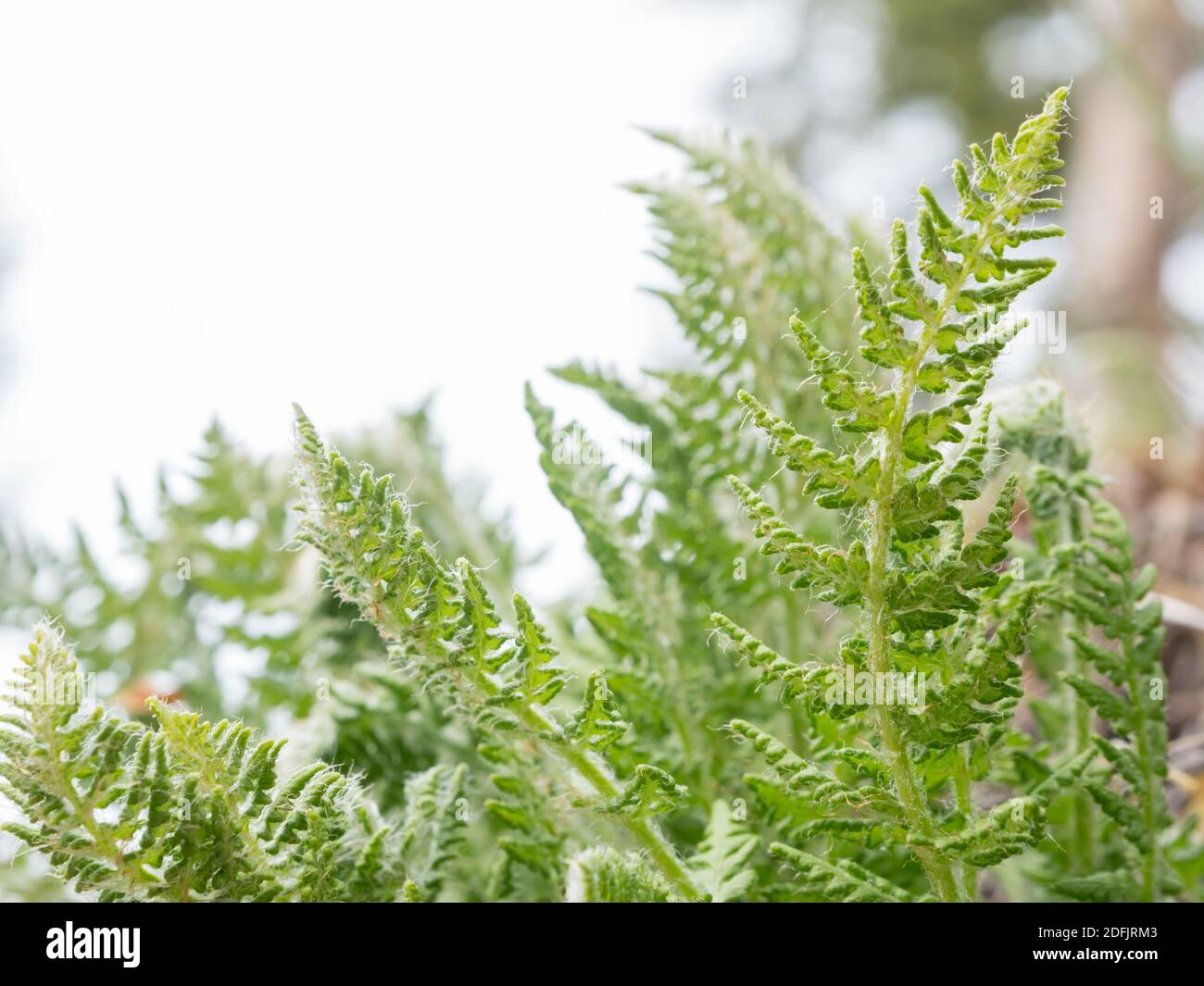 Oblong woodsia fern plant with hairy leaves Stock Photo