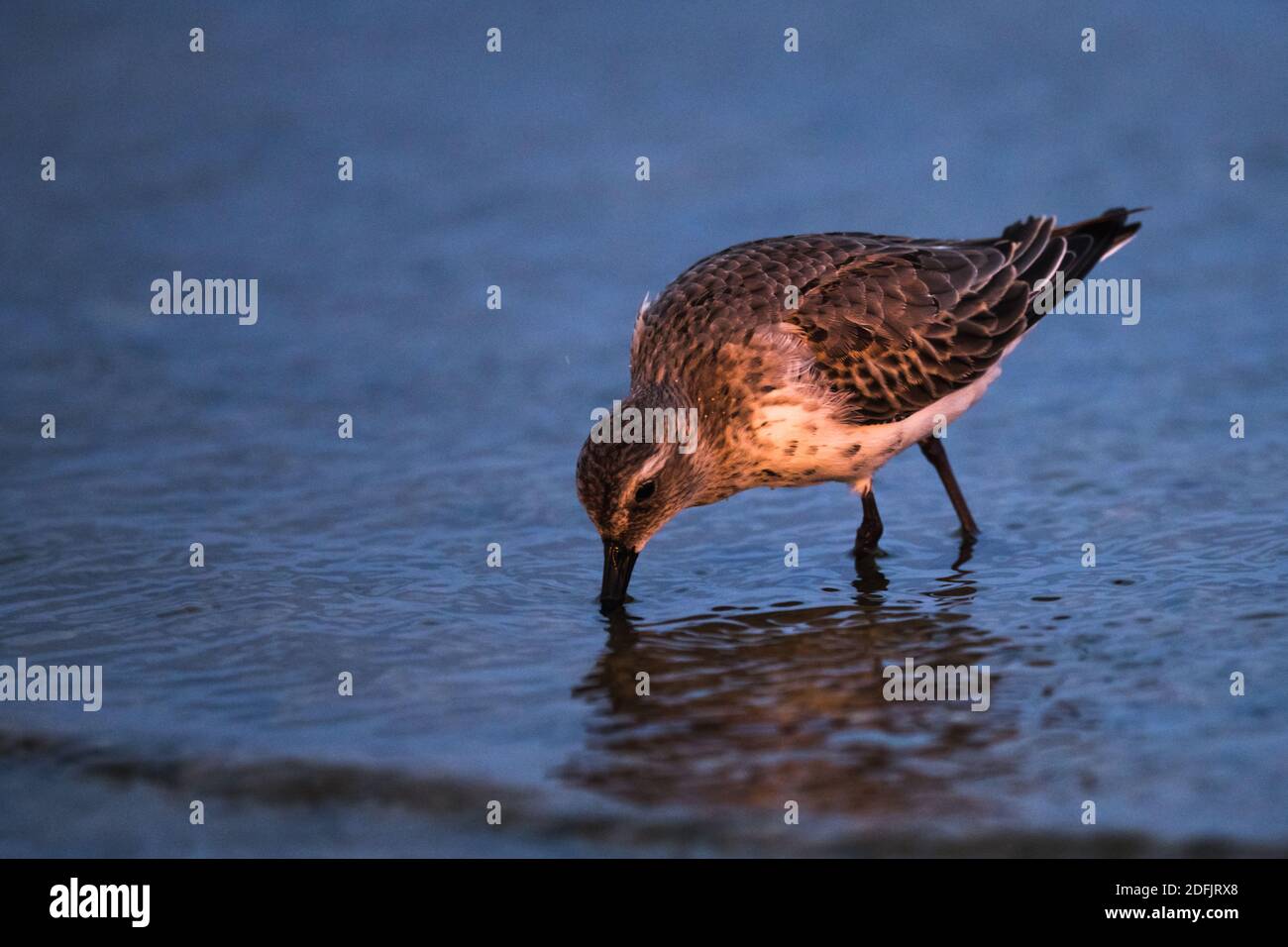 Dunlin, Calidris alpina, in a simple dress on the beach of the Baltic Sea on Oland Sweden Stock Photo