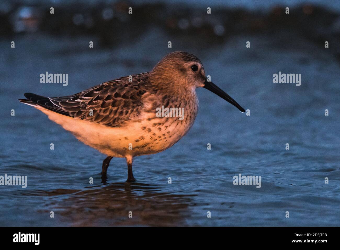 Dunlin, Calidris alpina, in a simple dress on the beach of the Baltic Sea on Oland Sweden Stock Photo