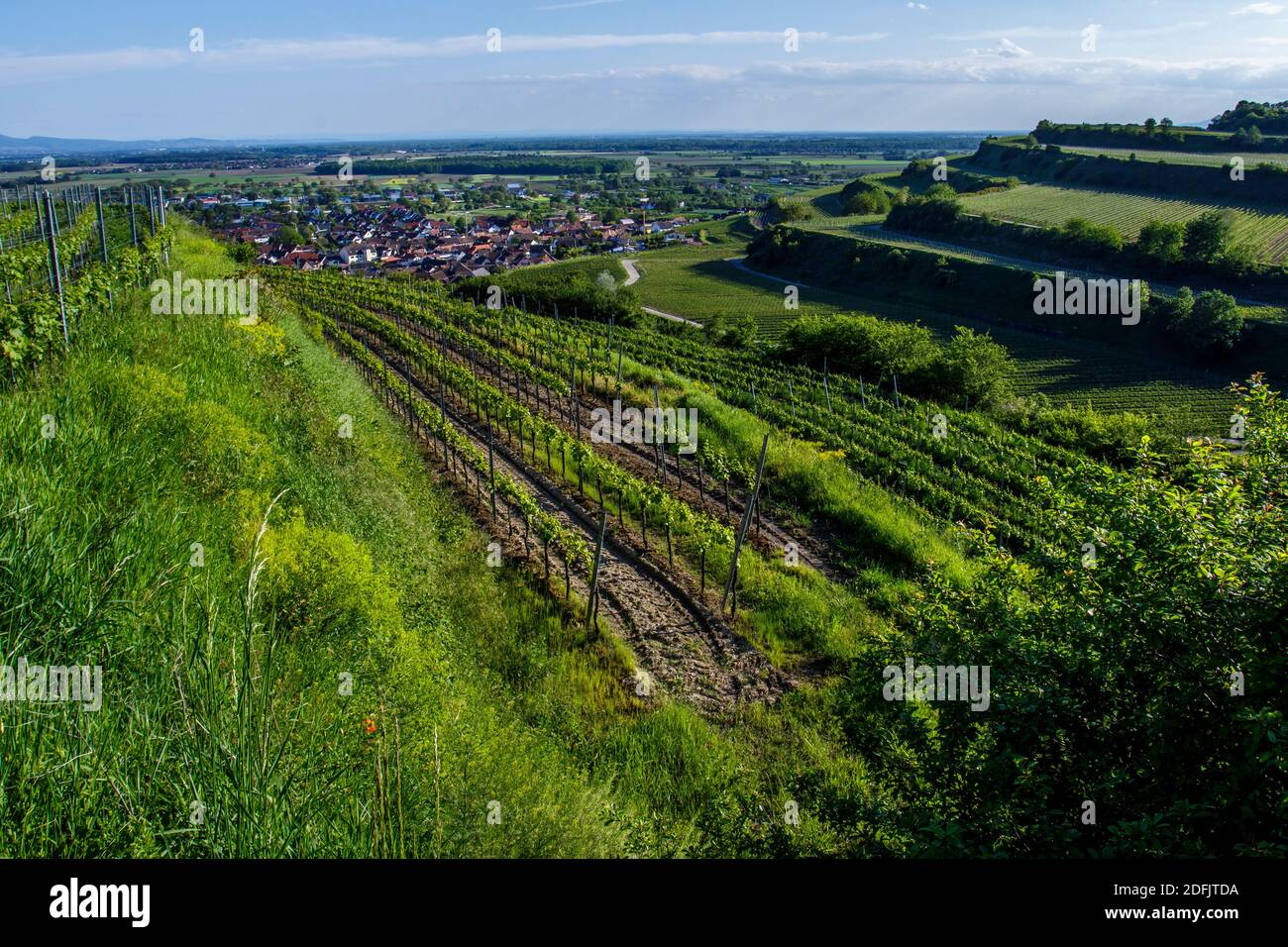 Weinberge bei Ihringen, Kaiserstuhl, Baden-Württemberg, Deutschland Stock Photo